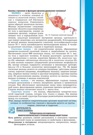 139
Каковы строение и функции органов движения человека?
МЫШЦА – орган движения у
животных и человека, который со-
стоит из мышечной ткани, способ-
ной к сокращению под действием
нервных импульсов. Совокупность
мышц образует мышечную систему.
Мышцы осуществляют следующие
функции: двигательную (перемеща-
ют тело в пространстве, влияют на
движения органов), опорную (удер-
живают тело в определённом поло-
жении), защитную (защищают внутренние органы), чувствитель-
ную (имеют рецепторы для восприятия раздражений), депонирующую
(в мягкой мышцах накапливается гликоген), теплообразовательную
(около 70 % тепла высвобождается митохондриями мышц). У челове-
ка различают скелетные, гладкие и сердечную мышцы.
Скелетные мышцы – это сократительные органы, образованные
поперечно-полосатой скелетной тканью и закреплённые на скелете.
Насчитывают около 600 скелетных мышц, что составляет 44 % мас-
сы тела у взрослого человека. В мышце различают: сухожилия (1)
для прикрепления к костям, мышечное брюшко (2), мышечные пуч-
ки (3), имеющие собственную оболочку (4) и мышечные волокна (5).
А сами волокна содержат упорядоченно расположеные миофибриллы
(6), внутри которых содержатся актиновые и миозиновые протофи-
бриллы (7) и большое количество митохондрий (ил. 72). По форме
скелетные мышцы делятся на длинные (например, трёхглавая мышца
плеча), короткие (например, межрёберные мышцы), широкие (напри-
мер, широкая мышца спины) и круговые (например, круговая мышца
рта). По расположению мышцы человека делятся на мышцы головы,
мышцы туловища и мышцы конечностей.
Гладкие мышцы – это мышцы, образованные гладкою тканью,
которые расположены в стенках внутренних органов и кровеносных
сосудов. Они обеспечивают прохождение пищи через пищеваритель-
ный канал, фокусирование зрения, изменение просвета артерий и вен.
Гладкие мышцы составляют около 8 % массы тела.
Сердечная мышца – это мышца, образованная поперечно-поло-
сатой сердечной тканью, которая есть только в сердце. Эта мышца
уникальна по своей структуре благодаря разветвлённым взаимосвязям
между его клетками.
Итак, мышцы являются сократительными органами мышечной системы,
которые по особенностям строения и функциям делятся на группы:
гладкие, скелетные и сердечная.
	 ДЕЯТЕЛЬНОСТЬ
	 Учимся познавать
Лабораторное исследование
МИКРОСКОПИЧЕСКОЕ СТРОЕНИЕ МЫШЕЧНОЙ ТКАНИ
Цель работы: развивать умение распознавать и описывать строение
мышечной ткани во взаимосвязи со свойствами и функциями.
Оборудование и материалы: микропрепараты, микроскопы, микро-
фотографии атласов.
§31.Движениечеловека.Мышцы
1 2
3
5
4 6
7
Ил. 72. Строение скелетной мышцы
 
