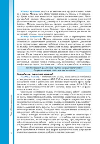 142
Тема6.Опораидвижение Мышцы туловища делятся на мышцы шеи, грудной клетки, живо-
та и спины. Мышцы шеи обеспечивают повороты головы и её поддерж-
ку. Среди мышц шеи выделяется грудинно-ключично-сосковая. Мыш-
цы грудной клетки обусловливают движения верхних конечностей
(большие и малые грудные), участвуют в дыхании (межрёберные, диа-
фрагма). Мышцы живота (косые, прямая, квадратная) осуществляют
защиту органов брюшной полости, участвуют в дыхании, движениях
кишечника, выделении мочи. Мышцы спины (трапециевидная, ром-
бовидная, широкая мышца спины и др.) обусловливают движения ко-
нечностей, головы, поддерживают туловище.
Мышцы конечностей играют основную роль в перемещении тела
человека и его частей. Мышцы плечевого пояса (дельтовидная, под-
лопаточная) обеспечивают движения в плечевом суставе. Движения
руки осуществляют мышцы свободной верхней конечности, их делят
на мышцы плеча (двуглавая, трёхглавая), мышцы предплечья (сгибате-
ли и разгибатели кисти) и мышцы кисти (ладонные, мышцы пальцев).
Мышцы тазового пояса обеспечивают движения ноги в тазобедренном
суставе. К ним относятся ягодичные, грушевидная мышцы и др. Мыш-
цы свободной нижней конечности осуществляют движения нижней ко-
нечности и их разделяют на мышцы бедра (шейная, четырёхглавая,
двуглавая,), мышцы голени (трёхглавая, икроножная, камбалообраз-
ные) и мышцы стопы (подошвенные, сгибатели и разгибатели пальцев).
Таким образом, различные группы мышц обеспечивают
общую подвижность организма человека.
Как работают скелетные мышцы?
РАБОТА МЫШЦ – деятельность мышц, возникающая вследствие
их сокращения за счёт энергии АТФ. Работа мышцы определяется про-
изведением силы и расстояния или высоты перемещения груза. Коэф-
фициент полезного действия мышц человека составляет 0,25–0,30, то
есть на работу используется 25–30 % энергии, тогда как 70 % её рассе-
ивается в виде тепла.
Основными свойствами мышц, обеспечивающих работу, являются
сила, скорость сокращения, выносливость и тонус. Сила мышц зависит
от массы сократительных белков, количества мышечных волокон и ча-
стоты импульсов, поступающих в мышцы. Скорость сокращения мышц
определяется временем, за которое мышца сокращается и расслабляет-
ся. Выносливость мышц – это их способность длительное время поддер-
живать заданный ритм работы. А состояние постоянного незначитель-
ного напряжения мышц, благодаря чему поддерживается готовность к
выполнению работы, является тонусом мышц.
Работу, которую выполняют мышцы, разделяют на статическую и
динамическую. Статическая работа – это работа, при которой мыш-
цы напрягаются, но не сокращаются (например, при удержании гру-
за), а динамическая работа – работа, при которой мышцы поочередно
сокращаются и расслабляются (например, во время бега или ходьбы).
Теория, объясняющая механизм сокращения мышц, называется тео-
рией скольжения. Согласно этой теории последовательность сокращения
мышечного волокна можно отобразить такими тезисами:
 