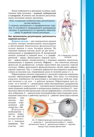 15
§3.Регуляторныесистемыорганизмачеловека
Такие особенности в организме человека свой­
ственны трём системам – нервной, эндокринной
и иммунной. И именно они являются регулятор­
ными системами нашего организма.
Итак, основными особенностями регуляторных
систем являются:
1) наличие центральных и периферических отде-
лов; 2) способность продуцировать руководящие
сигналы; 3) деятельность по принципу обратной
связи; 4) двойной способ регуляции.
Как организована регуляторная деятельность
нервной системы?
Нервная система – это совокупность органов
человека, которые воспринимают, анализируют
и обеспечивают деятельность физиологических
систем органов в очень быстром режиме. По
строению нервную систему делят на две части –
центральную и периферическую. К центральной
относят головной и спинной мозг, а к перифе­
рической – нервы. Деятельность нервной систе­
мы – рефлекторная, осуществляется с помощью нервных импульсов,
возникающих в нервных клетках. Рефлекс – это ответная реакция
организма на раздражение, которое происходит при участии нервной
системы. Любая деятельность физиологических систем имеет рефлек­
торный характер. Так, с помощью рефлексов регулируются выделение
слюны на вкусную еду, отдергивание руки от колючек розы и т. п.
Рефлекторные сигналы передаются с высокой скоростью нервными
пу­тями, образующими рефлекторные дуги. Это путь, по которому
им­пульсы передаются от рецепторов к центральным отделам нерв-
ной системы и от них – к рабочим органам. Рефлекторная дуга со­
стоит из 5 частей: 1 – рецепторное звено (воспринимает раздражение
и превра­щает в импульсы); 2 – чувствительное (центростре­мительное)
звено (пере­даёт возбуждение в центральную нервную систему); 3 – цен­
тральное звено (в нём происходит анализ информации с участием встав­
ных ней­ронов); 4 – дви­гательное (центро­бежное) звено (передаёт руко­
водящие импульсы к рабочему органу); 5 – рабочее звено (при учас­тии
мыш­цы или
железы про­
исходит опре­­
делённое дей­
ствие) (ил. 10).
П е р е д а ч а
воз­буждения с
одного нейро­
на на другой
осуществляет­
ся с помощью
синапсов. Это
участок кон­
Ил. 10. Рефлекторная дуга мигательного рефлекса:
1 – рецептор; 2 – чувствительный нейрон; 3 – нейрон
центрального звена; 4 – двигательный нейрон; 5 – круговая
мышца глаза, которая двигает веки
1
5 4
32
Ил. 9. Иммунная система
человека
 