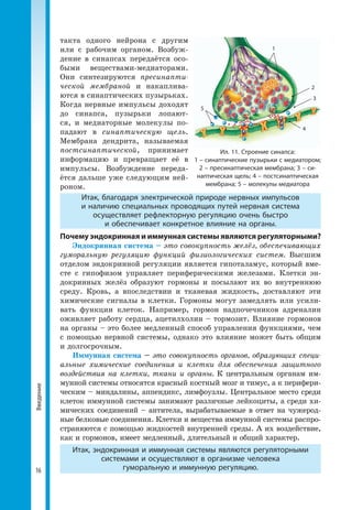 16
Введение такта одного нейрона с другим
или с рабочим органом. Возбуж­
дение в синапсах передаётся осо­
быми веществами-медиаторами.
Они синтезируются пресинапти-
ческой мембраной и накаплива­
ются в синаптических пузырьках.
Когда нервные импульсы доходят
до синапса, пузырьки лопают­
ся, и медиаторные молекулы по­
падают в синаптическую щель.
Мембрана дендрита, называемая
постсинаптической, принимает
информацию и превращает её в
импульсы. Возбуждение переда­
ётся дальше уже следующим ней­
роном.
Итак, благодаря электрической природе нервных импульсов
и наличию специальных проводящих путей нервная система
осуществляет рефлекторную регуляцию очень быстро
и обеспечивает конкретное влияние на органы.
Почему эндокринная и иммунная системы являются регуляторными?
Эндокринная система – это совокупность желёз, обеспечивающих
гуморальную регуляцию функций физиологических систем. Высшим
отделом эндокринной регуляции является гипоталамус, который вме­
сте с гипофизом управляет периферическими железами. Клетки эн­
докринных желёз образуют гормоны и посылают их во внутреннюю
среду. Кровь, а впоследствии и тканевая жидкость, доставляют эти
химические сигналы в клетки. Гормоны могут замедлять или усили­
вать функции клеток. Например, гормон надпочечников адреналин
оживляет работу сердца, ацетилхолин – тормозит. Влияние гормонов
на органы – это более медленный способ управления функциями, чем
с помощью нервной системы, однако это влияние может быть общим
и долгосрочным.
Иммунная система – это совокупность органов, образующих специ-
альные химические соединения и клетки для обеспечения защитного
воздействия на клетки, ткани и органы. К центральным органам им­
мунной системы относятся красный костный мозг и тимус, а к перифери­
ческим – миндалины, аппендикс, лимфоузлы. Центральное место среди
клеток иммунной системы занимают различные лейкоциты, а среди хи­
мических соединений – антитела, вырабатываемые в ответ на чужерод­
ные белковые соединения. Клетки и вещества иммунной системы распро­
страняются с помощью жидкостей внутренней среды. А их воздействие,
как и гормонов, имеет медленный, длительный и общий характер.
Итак, эндокринная и иммунная системы являются регуляторными
системами и осуществляют в организме человека
гуморальную и иммунную регуляцию.
Ил. 11. Строение синапса:
1 – синаптические пузырьки с медиатором;
2 – пресинаптическая мембрана; 3 – си-
наптическая щель; 4 – постсинаптическая
мембрана; 5 – молекулы медиатора
1
2
3
4
5
 