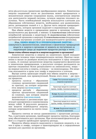 25
§5.Обменвеществипревращениеэнергииворганизмечеловека–основноесвойствоживого
ются физическими процессами преобразования энергии. Химическая
энергия соединений после их разложения может превращаться в
механическую энергию сокращения мышц, электрическую энергию
для деятельности нервной системы, лучевую энергию теплового из­
лучения. Часть освобождённой энергии используется клетками для
образования собственных веществ, необходимых для размножения,
роста, регенерации тканей и т. д. Другая часть энергии превращает­
ся в теплоту, которую организм выделяет в окружающую среду.
При обмене веществ и превращении энергии в организме человека
осуществляется ряд функций, а именно: 1) пластическая (обеспечение
потребностей организма в веществах); 2) энергетическая (обеспечение
потребностей организма в энергии); 3) гомеостатическая (поддержание
постоянства внутренних условий для жизнедеятельности организма).
Итак, ОБМЕН ВЕЩЕСТВ И ПРЕОБРАЗОВАНИЯ ЭНЕРГИИ –
совокупность физиологических, химических и физических превращений
веществ и энергии в организме от момента их поступления из
окружающей среды до выделения продуктов распада и тепла.
Какие этапы обмена веществ и энергии выделяют в организме?
Химические вещества и энергия их химических связей попадают
в организм человека через пищеварительную систему. Простые соеди­
нения и малые по размерам молекулы всасываются и сразу попадают
в кровь. А сложные органические вещества подвергаются физическим
и химическим превращениям, в результате которых распадаются на
простые соединения: белки расщепляются на аминокислоты, жиры –
на жирные кислоты и спирты, углеводы – на моносахариды. Эти веще­
ства всасываются в кровь или лимфу и переносятся к клеткам.
Внутри клеток происходит второй этап обмена веществ и энергии –
внутриклеточный, или промежуточный. Основа этого этапа – две груп­
пы процессов:
•	 процессы синтеза – образование
сложных органических соединений
из простых, на которое затрачива­
ется энергия (ассимиляция)
•	 процессы распада – образование
простых органических соединений
из сложных, при котором энергия
выделяется (диссимиляция).
Ассимиляция и диссимиляция про­
исходят одновременно и взаимосвязаны
между собой. В результате расщепле­
ния веществ освобождается энергия,
которая затрачивается на синтез соеди­
нений.
Процессы синтеза не всегда уравновешены с процессами распада.
Так, в растущем организме, преобладают процессы синтеза, благодаря
чему обеспечивается рост организма. При интенсивной физической ра­
боте и в старости преобладают процессы распада.
Продукты обмена веществ выделяются в тканевую жидкость и за­
тем в кровь и лимфу, которые и транспортируют их к определённым
органам для удаления из организма.
І этап. Поступление веществ и
энергии в организм
↓
Транспорт веществ к клеткам
(кровь, лимфа, тканевая жидкость)
↓
ІІ этап. Внутриклеточный обмен:
ассимиляция и диссимиляция
↓
Транспорт веществ от клеток
(кровь, лимфа, тканевая жидкость)
↓
ІІІ этап. Выделение веществ
и тепла из организма
 