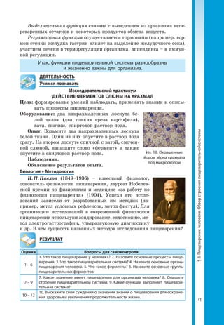 41
§8.Пищеварениечеловека.Обзорстроенияпищеварительнойсистемы
Выделительная функция связана с выведением из организма непе­
реваренных остатков и некоторых продуктов обмена веществ.
Регуляторная функция осуществляется гормонами (например, гор­
мон стенки желудка гастрин влияет на выделение желудочного сока),
участием печени в терморегуляции организма, аппендикса – в иммун­
ной регуляции.
Итак, функции пищеварительной системы разнообразны
и жизненно важны для организма.
	 ДЕЯТЕЛЬНОСТЬ
	 Учимся познавать
Исследовательский практикум
ДЕЙСТВИЕ ФЕРМЕНТОВ СЛЮНЫ НА КРАХМАЛ
Цель: формирование умений наблюдать, применять знания и описы­
вать процессы пищеварения.
Оборудование: два накрахмаленных лоскута бе­
лой ткани (два тонких среза картофеля),
вата, спички, спиртовой раствор йода.
Опыт. Возьмите два накрахмаленных лоскута
белой ткани. Один из них опустите в раствор йода
сразу. На втором лоскуте спичкой с ватой, смочен­
ной слюной, напишите слово «фермент» и также
опустите в спиртовой раствор йода.
Наблюдения.
Объяснение результатов опыта.
Биология + Методология
И. П. Павлов (1849–1936) – известный физиолог,
основатель физиологии пищеварения, лауреат Нобелев­
ской премии по физиологии и медицине «за работу по
физиологии пищеварения» (1904). Успехи его ис­сле­
дований зависели от разработанных им методик (на­
пример, метод условных рефлексов, метод фистул). Для
организации исследований в современной физиологии
пищеваренияиспользуютзондирование,эндоскопию,ме­
тод электрогастрографии, ультразвуковую диагностику
и др. В чём сущность названных методов исследования пищеварения?
	РЕЗУЛЬТАТ
Оценка Вопросы для самоконтроля
1 – 6
1. Что такое пищеварение у человека? 2. Назовите основные процессы пище-
варения. 3. Что такое пищеварительная система? 4. Назовите основные органы
пищеварения человека. 5. Что такое ферменты? 6. Назовите основные группы
пищеварительных ферментов.
7 – 9
7. Какое значение имеет пищеварения для организма человека? 8. Опишите
строение пищеварительной системы. 9. Какие функции выполняет пищевари-
тельная система?
10 – 12
10. Выскажите свои суждения о значении знаний о пищеварении для сохране-
ния здоровья и увеличения продолжительности жизни.
Ил. 18. Окрашенные
йодом зёрна крахмала
под микроскопом
 