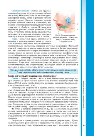 43
§9.Пищеварениевротовойполости
Слюнные железы – мелкие или крупные
пищеварительные железы, которые образу-
ют слюну. Большие слюнные железы функ­
ционируют тогда, когда в ротовую полость
попадает пища. Мелкие слюнные железы
(губные, щёчные, нёбные и языковые), вы­
полняя секреторную функцию, обес­печивают
химическую обработку пищи. В слюне есть
ферменты, расщепляющие углеводы. Кроме
того, с участием слюны пища увлажняется,
склеивается в пищевые комочки, которые с
помощью языка проталкиваются к глотке.
Язык – мышечный орган, который уча-
ствует в перемешивании пищи и глота-
нии. Слизистая оболочка языка образована
многослойным эпителием, содержит вкусовые рецепторы. Эпителий
нижней поверхности языка значительно тоньше и богаче капилляра­
ми. Это обеспечивает быстрое всасывание помещённых под язык ве­
ществ. Сзади на спинке корня языка расположены лимфатические
узлы, образующие языковые миндалины в составе кольца Пирогова –
Вальдейера. Благодаря рецепторам языка определяется вкус пищи,
возникает чувство аппетита и происходит секреция слюны и желудоч­
ного сока. Язык имеет поперечно-полосатые мышцы, обеспечивающие
исключительную его подвижность. Благодаря этому он участвует в
глотании и является органом речи человека.
Итак, ротовая полость обеспечивает физическую и химическую обра-
ботку, перемещение, обеззараживание и оценку пищи.
Какое значение для пищеварения имеет слюна?
Слюна – секрет слюнных желез в виде бесцветного раствора не-
органических и органических соединений. В состав слюны входят вода
(около 99 %), ионы солей, ферменты амилазы, защитные белки, слож­
ные углеводы (муцин) и др.
Разнообразие соединений в составе слюны обусловливает различ­
ные её функции. Ферменты птиалин и мальтаза расщепляют крахмал
пищи до глюкозы, которая и определяет сладкий вкус пищи. Благо­
даря муцину формируются пищевые комочки и облегчается глотание.
Слюна играет важную роль при разговоре: её наличие обеспечивает
свободные движения языка и губ. Секрет слюнных желез содержит
лизоцим и глобулины, которые обезвреживают вредные микроорганиз­
мы. Благодаря органическим соединениям слюна образует на поверх­
ности зубов пленку, препятствующую воздействию кислот на эмаль.
За сутки у человека выделяется от 1,0 до 1,5 л слюны. Выделение
слю­ны уменьшается в стрессовых ситуациях, в случае испуга и почти
прекра­щается во время сна. Усиленное выделение слюны происходит
под действием обонятельных и вкусовых факторов, а также во время
жевания.
Регуляция слюноотделения осуществляется рефлекторно. Центр
слюноотделения расположен в продолговатом мозгу. От него к слюн­
ным железам поступают импульсы, которые могут подавлять или сти­
Ил. 20. Большие слюнные
железы человека: 1 – околоуш-
ные; 2 – подчелюстные;
3 – подъязычные.
2
3
1
 