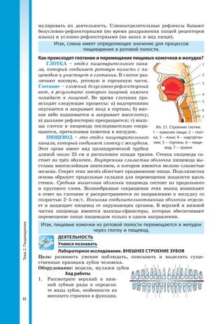 Тема2.Пищеварение
44
мулировать их деятельность. Слюноотделительные рефлексы бывают
безусловно-рефлекторными (во время раздражения пищей рецепторов
языка) и условно-рефлекторными (на запах и вид пищи).
Итак, слюна имеет определяющее значение для процессов
пищеварения в ротовой полости.
Как происходят глотание и перемещение пищевых комочков в желудке?
ГЛОТКА – отдел пищеварительного кана-
ла, который соединяет ротовую полость с пи-
щеводом и участвует в глотании. В глотке раз­
личают носовую, ротовую и гортанную части.
Глотание – сложный безусловно-рефлекторный
акт, в результате которого пищевой комочек
попадает в пищевод. Во время глотания про­
исходят следующие процессы: а) надгортанник
опускается и закрывает вход в гортань; б) мяг­
кое нёбо поднимается и закрывает носоглотку;
в) дыхание рефлекторно прекращается; г) мыш­
цы глотки и пищевода последовательно сокра­
щаются, проталкивая комочки в желудок.
ПИЩЕВОД – это отдел пищеварительного
канала, который соединяет глотку с желудком.
Этот орган имеет вид цилиндрической трубки
длиной около 25 см и расположен позади трахеи. Стенка пищевода со­
стоит из трёх оболочек. Внутренняя слизистая оболочка пищевода вы­
стлана многослойным эпителием, в котором имеются мелкие слизистые
железы. Секрет этих желёз облегчает продвижение пищи. Подслизистая
основа образует продольные складки для перемещения жидкости вдоль
стенок. Средняя мышечная оболочка пищевода состоит из продольного
и кругового слоев. Волнообразные сокращения этих мышц возникают
в ответ на глотание и распространяются по направлению к желудку со
скоростью 2–5 см/с. Внешняя соединительнотканная оболочка отделя­
ет и защищает пищевод от окружающих органов. В верхней и нижней
частях пищевода имеются мышцы-сфинктеры, которые обеспечивают
перемещение пищи пищеводом только в одном направлении.
Итак, пищевые комочки из ротовой полости перемещаются в желудок
через глотку и пищевод.
	 ДЕЯТЕЛЬНОСТЬ
	 Учимся познавать
Лабораторное исследование. ВНЕШНЕЕ СТРОЕНИЕ ЗУБОВ
Цель: развивать умение наблюдать, описывать и выделять суще­
ственные признаки зубов человека.
Оборудование: модели, муляжи зубов.
Ход работы
1. 	Рассмотрите верхний и ниж­
ний зубные ряды и определи­
те виды зубов, особенности их
внешнего строения и функции.
Ил. 21. Строение глотки:
1 – комочек пищи; 2 – глот-
ка; 3 – язык; 4 – надгортан-
ник; 5 – гортань; 6 – пище-
вод; 7 – трахея
7
6
5
4
3
2
1
 