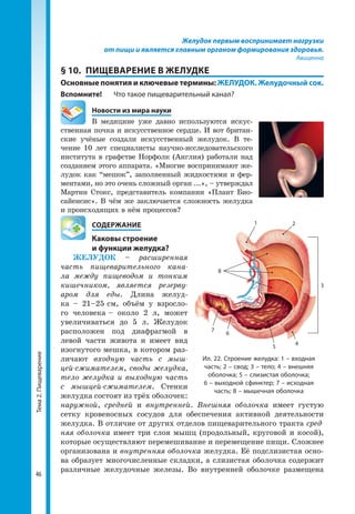 Тема2.Пищеварение
46
Желудок первым воспринимает нагрузки
от пищи и является главным органом формирования здоровья.
Авиценна
§ 10.	 ПИЩЕВАРЕНИЕ В ЖЕЛУДКЕ
Основные понятия и ключевые термины: ЖЕЛУДОК. Желудочный сок.
Вспомните!	 Что такое пищеварительный канал?
	 Новости из мира науки
В медицине уже давно используются искус­
ственная почка и искусственное сердце. И вот британ­
ские учёные создали искусственный желудок. В те­
чение 10 лет специалисты научно-исследовательского
института в графстве Норфолк (Англия) работали над
созданием этого аппарата. «Многие воспринимают же­
лудок как “мешок”, заполненный жидкостями и фер­
ментами, но это очень сложный орган ...», – утверждал
Мартин Стокс, представитель компании «Плант Био­
сайенсис». В чём же заключается сложность желудка
и происходящих в нём процессов?
	 СОДЕРЖАНИЕ
	 Каковы строение
	 и функции желудка?
ЖЕЛУДОК – расширенная
часть пищеварительного кана-
ла между пищеводом и тонким
кишечником, является резерву-
аром для еды. Длина желуд­
ка – 21–25 см, объём у взросло­
го человека – около 2 л, может
увеличиваться до 5 л. Желудок
расположен под диафрагмой в
левой части живота и имеет вид
изогнутого мешка, в котором раз­
личают входную часть с мыш-
цей-сжимателем, своды желудка,
тело желудка и выходную часть
с мышцей-сжимателем. Стенки
желудка состоят из трёх оболочек:
наружной, средней и внутренней. Внешняя оболочка имеет густую
сетку кровеносных сосудов для обеспечения активной деятельности
желудка. В отличие от других отделов пищеварительного тракта сред-
няя оболочка имеет три слоя мышц (продольный, круговой и косой),
которые осуществляют перемешивание и перемещение пищи. Сложнее
организована и внутренняя оболочка желудка. Её подслизистая осно­
ва образует многочисленные складки, а слизистая оболочка содержит
различные желудочные железы. Во внутренней оболочке размещена
Ил. 22. Строение желудка: 1 – входная
часть; 2 – свод; 3 – тело; 4 – внешняя
оболочка; 5 – слизистая оболочка;
6 – выходной сфинктер; 7 – исходная
часть; 8 – мышечная оболочка
1 2
3
4
5
6
7
8
 