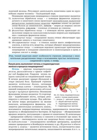 51
§11.Пищеварениевкишечнике
лудочной железы. Регулирует деятельность кишечника один из круп­
нейших нервов человека – блуждающий нерв.
Основными процессами пищеварения в тонком кишечнике являются:
1) 	химическая обработка пищи – с помощью ферментов поджелу­
дочного и кишечного соков происходит окончательное химическое
расщепление питательных веществ: трипсин влияет на расщеп­
ление белков до аминокислот, липазы – жиров до жирных кислот
и глицерина, амилазы – сложных углеводов до глюкозы
2) 	физическая обработка пищи – с помощью жёлчи происходит из­
мельчение жиров на капельки (эмульгация жиров) для переварива­
ния с помощью ферментов-липаз;
3) 	перемещение пищи – сокращение мышц стенок обеспечивает про­
движение химуса к толстому кишечнику;
4) 	обеззараживание пищи – в стенках кишки много лимфатических
узелков, в жёлчи есть вещества, которые убивают микроорганизмы;
5) 	всасывание пищи – с помощью ворсинок происходит пристеночное
пищеварение и попадание аминокислот и моносахаридов в кровь и
жирных кислот в лимфу.
Итак, тонкий кишечник имеет особенности строения, связанные с окон-
чательным расщеплением пищи и всасыванием простых питательных
соединений в кровь и лимфу.
Какую роль выполняют печень и поджелудочная
железа в процессе пищеварения?
Печень – крупная пищеварительная
железа, расположенная в правом подребе-
рье под диафрагмой. Снаружи печень по­
крыта капсулой из соединительной ткани.
В печени различают правую (большую) и
левую (малую) доли. Единицей строения
является печёночные дольки, состоящие
из печёночных клеток – гепатоцитов. На
нижней поверхности расположен жёлчный
пузырь с пузырным протоком. Основными
функциями печени являются: 1) секретор-
ная – вырабатывает жёлчь, которая депо­
нируется в жёлчном пузыре. Под действи­
ем жёлчи жиры распадаются на мелкие
капельки, активируются ферменты, уси­
ливается двигательная активность кишок,
всасываются жирорастворимые витамины, задерживаются гнилостные
процессы и обезвреживаются бактерии; 2) барьерная – обезвреживание
вредных веществ, поступающих с кровью от кишечника; 3) запасающая
– превращение избытка глюкозы в гликоген и отложение про запас; 4)
защитная – синтезируются почти все защитные белки плазмы крови;
5) выделительная – утилизируются погибшие эритроциты, ядовитый
аммиак превращается в безобидную мочевину и др.; 6) участие в обмене
веществ и энергии – является источником тепла, осуществляется взаи­
мопревращение питательных веществ, накапливается витамин А и т. п.
Ил. 25. Связь пищеварительных
желёз с тонким кишечником:
1 – печень; 2 – жёлчный пузырь;
3 – общий жёлчный проток;
4 – поджелудочная железа;
5 – поджелудочные протоки
45
1
3
2
 