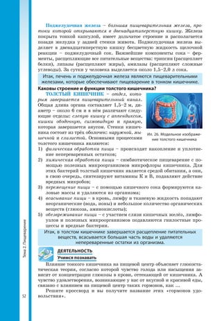 Тема2.Пищеварение
52
Поджелудочная железа – большая пищеварительная железа, про-
токи которой открываются в двенадцатиперстную кишку. Железа
покрыта тонкой капсулой, имеет дольчатое строение и располагается
позади желудка у задней стенки живота. Поджелудочная железа вы­
деляет в двенадцатиперстную кишку бесцветную жидкость щелочной
реакции – поджелудочный сок. Важнейшие компоненты сока – фер­
менты, расщепляющие все питательные вещества: трипсин (расщепляет
белки), липазы (расщепляют жиры), амилазы (расщепляют сложные
углеводы). За сутки у человека выделяется около 1,5–2,0 л сока.
Итак, печень и поджелудочная железа являются пищеварительными
железами, которые обеспечивают пищеварение в тонком кишечнике.
Каковы строение и функции толстого кишечника?
ТОЛСТЫЙ КИШЕЧНИК – отдел, кото-
рым завершается пищеварительный канал.
Общая длина органа составляет 1,5–2 м, ди­
аметр – около 6 см и в нём различают следу­
ющие отделы: слепую кишку с аппендиксом,
кишки ободочную, сигмовидную и прямую,
которая завершается анусом. Стенки кишеч­
ника состоят из трёх оболочек: наружной, мы-
шечной и слизистой. Основными процессами
толстого кишечника являются:
1) 	физическая обработка пищи – происходят накопление и уплотне­
ние непереваренных остатков;
2) 	химическая обработка пищи – симбиотическое пищеварение с по­
мощью полезных микроорганизмов микрофлоры кишечника. Для
этих бактерий толстый кишечник является средой обитания, а они,
в свою очередь, синтезируют витамины К и В, подавляют действие
вредных микробов;
3) 	перемещение пищи – с помощью кишечного сока формируются ка­
ловые массы и удаляются из организма;
4) 	всасывание пищи – в кровь, лимфу и тканевую жидкость попадают
неорганические (вода, ионы) и небольшое количество органических
веществ (глюкоза, аминокислоты);
5) 	обезвреживание пищи – с участием слизи кишечных желёз, лимфо­
узлов и полезных микроорганизмов подавляются гнилостные про­
цессы и вредные бактерии.
Итак, в толстом кишечнике завершается расщепление питательных
веществ, всасывается большая часть воды и удаляются
непереваренные остатки из организма.
	 ДЕЯТЕЛЬНОСТЬ
	 Учимся познавать
Влияние тонкого кишечника на пищевой центр объясняет глюкоста­
тическая теория, согласно которой чувство голода или насыщения за­
висит от концентрации глюкозы в крови, оттекающей от кишечника. А
чувство удовлетворения, возникающее у нас от вкусной и красивой еды,
связано с влиянием на пищевой центр таких гормонов, как ...
Решите кроссворд и вы получите название этих «гормонов удо­
вольствия».
Ил. 26. Модельное изображе-
ние толстого кишечника
 