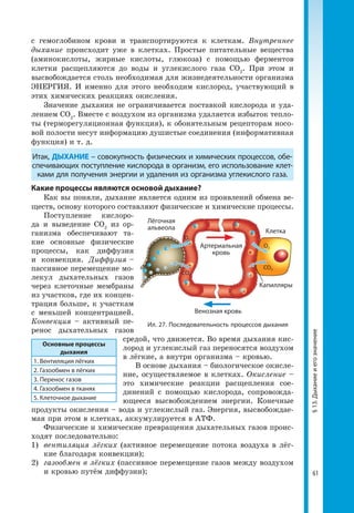 61
§13.Дыханиеиегозначение
с гемоглобином крови и транспортируются к клеткам. Внутреннее
дыхание происходит уже в клетках. Простые питательные вещества
(аминокислоты, жирные кислоты, глюкоза) с помощью ферментов
клетки расщепляются до воды и углекислого газа CO2
. При этом и
высвобождается столь необходимая для жизнедеятельности организма
ЭНЕРГИЯ. И именно для этого необходим кислород, участвующий в
этих химических реакциях окисления.
Значение дыхания не ограничивается поставкой кислорода и уда­
лением CO2
. Вместе с воздухом из организма удаляется избыток тепло­
ты (терморегуляционная функция), к обонятельным рецепторам носо­
вой полости несут информацию душистые соединения (информативная
функция) и т. д.
Итак, ДЫХАНИЕ – совокупность физических и химических процессов, обе-
спечивающих поступление кислорода в организм, его использование клет-
ками для получения энергии и удаления из организма углекислого газа.
Какие процессы являются основой дыхание?
Как вы поняли, дыхание является одним из проявлений обмена ве­
ществ, основу которого составляют физические и химические процессы.
Поступление кислоро­
да и выведение СО2
из ор­
ганизма обеспечивают та­
кие основные физические
процессы, как диффузия
и конвекция. Диффузия –
пассивное перемещение мо­
лекул дыхательных газов
через клеточные мембраны
из участков, где их концен­
трация больше, к участкам
с меньшей концентрацией.
Конвекция – активный пе­
ренос дыхательных газов
средой, что движется. Во время дыхания кис­
лород и углекислый газ переносятся воздухом
в лёгкие, а внутри организма – кровью.
В основе дыхания – биологическое окисле­
ние, осуществляемое в клетках. Окисление –
это химические реакции расщепления сое­
динений с помощью кислорода, сопровожда­
ющееся высвобождением энергии. Конечные
продукты окисления – вода и углекислый газ. Энергия, высвобождае­
мая при этом в клетках, аккумулируется в АТФ.
Физические и химические превращения дыхательных газов проис­
ходят последовательно:
1) 	вентиляция лёгких (активное перемещение потока воздуха в лёг­
кие благодаря конвекции);
2) 	газообмен в лёгких (пассивное перемещение газов между воздухом
и кровью путём диффузии);
Основные процессы
дыхания
1. Вентиляция лёгких
2. Газообмен в лёгких
3. Перенос газов
4. Газообмен в тканях
5. Клеточное дыхание
Клетка
Лёгочная
альвеола
Артериальная
кровь
Венозная кровь
Капилляры
Ил. 27. Последовательность процессов дыхания
О2
О2
СО2
СО2
 