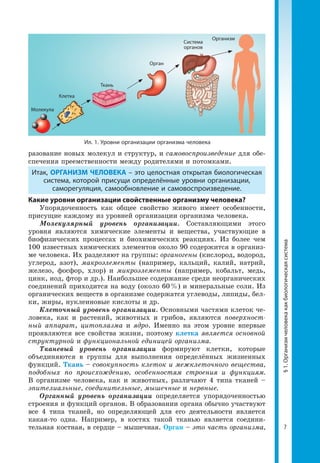 7
§1.Организмчеловекакакбиологическаясистема
разование новых молекул и структур, и самовоспроизведение для обе­
спечения преемственности между родителями и потомками.
Итак, ОРГАНИЗМ ЧЕЛОВЕКА – это целостная открытая биологическая
система, которой присущи определённые уровни организации,
саморегуляция, самообновление и самовоспроизведение.
Какие уровни организации свойственные организму человека?
Упорядоченность как общее свойство живого имеет особенности,
присущие каждому из уровней организации организма человека.
Молекулярный уровень организации. Составляющими этого
уровня являются химические элементы и вещества, участвующие в
биофизических процессах и биохимических реакциях. Из более чем
100 известных химических элементов около 90 содержится в организ­
ме человека. Их разделяют на группы: органогены (кислород, водород,
углерод, азот), макроэлементы (например, кальций, калий, натрий,
железо, фосфор, хлор) и микроэлементы (например, кобальт, медь,
цинк, иод, фтор и др.). Наибольшее содержание среди неорганических
соединений приходится на воду (около 60 %) и минеральные соли. Из
органических веществ в организме содержатся углеводы, липиды, бел­
ки, жиры, нуклеиновые кислоты и др.
Клеточный уровень организации. Основными частями клеток че­
ловека, как и растений, животных и грибов, являются поверхност-
ный аппарат, цитоплазма и ядро. Именно на этом уровне впервые
проявляются все свойства жизни, поэтому клетка является основной
структурной и функциональной единицей организма.
Тканевый уровень организации формируют клетки, которые
объе­диняются в группы для выполнения определённых жизненных
функций. Ткань – совокупность клеток и межклеточного вещества,
подобных по происхождению, особенностям строения и функциям.
В организме человека, как и животных, различают 4 типа тканей –
эпителиальные, соединительные, мышечные и нервные.
Органный уровень организации определяется упорядоченностью
строения и функций органов. В образовании органа обычно участвуют
все 4 типа тканей, но определяющей для его деятельности является
какая-то одна. Например, в костях такой тканью является соедини­
тельная костная, в сердце – мышечная. Орган – это часть организма,
Ил. 1. Уровни организации организма человека
Молекула
Клетка
Ткань
Орган
Система
органов
Организм
 