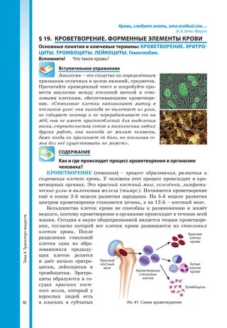 Тема4.Транспортвеществ
86
Кровь, следует знать, это особый сок…
И. В. Гете. Фауст
§ 19.	 КРОВЕТВОРЕНИЕ. ФОРМЕННЫЕ ЭЛЕМЕНТЫ КРОВИ
Основные понятия и ключевые термины: КРОВЕТВОРЕНИЕ. ЭРИТРО-
ЦИТЫ. ТРОМБОЦИТЫ. ЛЕЙКОЦИТЫ. Гемоглобин.
Вспомните!	 Что такое кровь?
	 Вступительное упражнение
Аналогия – это сходство по определённым
признакам отличных в целом явлений, предметов.
Прочитайте приведённый текст и попробуйте про-
вести аналогию между пчелиной маткой и ство-
ловыми клетками, обеспечивающими кроветворе-
ние. «Стволовые клетки напоминают матку в
пчелином улье: она никогда не вылетает из улья,
не собирает нектар и не перерабатывает его на
мёд, она не имеет приспособлений для выделения
воска, строительства сотов и выполнения любых
других работ, она никогда не жалит человека,
даже когда он причиняет ей боль, но пчелиная се-
мья без неё существовать не может».
	 СОДЕРЖАНИЕ
	 Как и где происходит процесс кроветворения в организме
	человека?
КРОВЕТВОРЕНИЕ (гемопоэз) – процесс образования, развития и
созревания клеток крови. У человека этот процесс происходит в кро-
ветворных органах. Это красный костный мозг, селезёнка, лимфати-
ческие узлы и вилочковая железа (тимус). Начинается кроветворение
ещё в конце 2-й недели развития зародыша. На 5-й неделе развития
центром кроветворения становится печень, а на 12-й – костный мозг.
Большинство клеток крови не способны к размножению и живёт
недолго, поэтому кроветворение в организме происходит в течение всей
жизни. Сегодня в науке общепризнанной является теория кроветворе-
ния, согласно которой все клетки крови развиваются из стволовых
клеток крови. После
разделения стволовой
клетки одна из обра-
зовавшихся предыду-
щих клеток делится
и даёт начало эритро-
цитам, лейкоцитам и
тромбоцитам. Эритро-
циты образуются в со-
судах красного кост-
ного мозга, который у
взрослых людей есть
в плоских и губчатых
Красный
костный
мозг
Кроветворные
стволовые
клетки
Белые
клетки
крови
Тромбоциты
Красные
клетки
крови
Ил. 41. Схема кроветворения
 