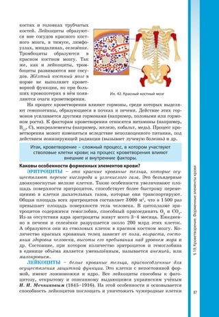87
§19.Кроветворение.Форменныеэлементыкрови
костях и головках трубчатых
костей. Лейкоциты образуют-
ся вне сосудов красного кост-
ного мозга, в тимусе, лимфо-
узлах, миндалинах, селезёнке.
Тромбоциты образуются в
красном костном мозгу. Так
же, как и лейкоциты, тром-
боциты развиваются вне сосу-
дов. Жёлтый костный мозг в
норме не выполняет кровет-
ворной функции, но при боль-
ших кровопотерях в нём появ-
ляются очаги кроветворения.
На процесс кроветворения влияют гормоны, среди которых выделя-
ют гемопоэтины, образующиеся в почках и печени. Действие этих гор-
монов усиливается другими гормонами (например, половыми или гормо-
ном роста). К факторам кроветворения относятся витамины (например,
В12
, С), микроэлементы (например, железо, кобальт, медь). Процесс кро-
ветворения может изменяться вследствие неполноценного питания, под
действием ионизирующей радиации (вызывает лучевую болезнь) и др.
Итак, кроветворение – сложный процесс, в котором участвуют
стволовые клетки крови; на процесс кроветворения влияют
внешние и внутренние факторы.
Каковы особенности форменных элементов крови?
ЭРИТРОЦИТЫ – это красные кровяные тельца, которые осу-
ществляют перенос кислорода и углекислого газа. Это безъядерные
дво­яковогнутые мелкие клетки. Такие особенности увеличивают пло-
щадь поверхности эритроцитов, способствует более быстрому переме-
щению в клетки дыхательных газов, которые они транспортируют.
Общая площадь всех эритроцитов составляет 3 000 м2
, что в 1 500 раз
превышает площадь поверхности тела человека. В цитоплазме эри-
троцитов содержится гемоглобин, способный присоединять О2
и СО2
.
Из-за отсутствия ядра эритроциты живут всего 3–4 месяца. Ежеднев-
но в печени и селезёнке разрушается около 200 млрд этих клеток.
А образуются они из стволовых клеток в красном костном мозгу. Ко-
личество красных кровяных телец зависит от пола, возраста, состо-
яния здоровья человека, высоты его пребывания над уровнем моря и
др. Состояние, при котором количество эритроцитов и гемоглобина
в единице объёма является уменьшённым, называется анемией, или
малокровием.
ЛЕЙКОЦИТЫ – белые кровяные тельца, приспособленные для
осуществления защитной функции. Это клетки с непостоянной фор-
мой, имеют ложноножки и ядро. Все лейкоциты способны к фаго-
цитозу, открытому и описанному выдающимся украинским учёным
И. И. Мечниковым (1845–1916). На этой особенности и основывается
способность лейкоцитов поглощать и уничтожать чужеродные клетки
Ил. 42. Красный костный мозг
 