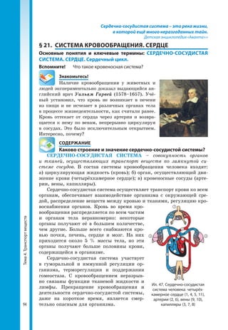 Тема4.Транспортвеществ
94
Сердечно-сосудистая система – это река жизни,
в которой ещё много неразгаданных тайн.
Детская энциклопедия «Аванта+»
§ 21. 	СИСТЕМА КРОВООБРАЩЕНИЯ. СЕРДЦЕ
Основные понятия и ключевые термины: СЕРДЕЧНО-СОСУДИСТАЯ
СИСТЕМА. СЕРДЦЕ. Сердечный цикл.
Вспомните!	 Что такое кровеносная система?
	Знакомьтесь!
Наличие кровообращения у животных и
людей экспериментально доказал выдающийся ан-
глийский врач Уильям Гарвей (1578–1657). Учё-
ный установил, что кровь не возникает в печени
из пищи и не исчезает в различных органах тела
в процессе жизнедеятельности, как считали ранее.
Кровь оттекает от сердца через артерии и возвра-
щается к нему по венам, непрерывно цир­кулируя
в сосудах. Это было исключительным открытием.
Интересно, почему?
	 СОДЕРЖАНИЕ
	 Каково строение и значение сердечно-сосудистой системы?
СЕРДЕЧНО-СОСУДИСТАЯ СИСТЕМА – совокупность органов
и тканей, осуществляющих транспорт веществ по замкнутой си-
стеме сосудов. В состав системы кровообращения человека входят:
а) циркулирующая жидкость (кровь); б) орган, осуществляющий дви-
жение крови (четырёхкамерное сердце); в) кровеносные сосуды (арте-
рии, вены, капилляры).
Сердечно-сосудистая система осуществляет транспорт крови ко всем
органам, обеспечивает взаимодействие организма с окружающей сре-
дой, распределение веществ между кровью и тканями, регуляцию кро-
воснабжения органов. Кровь во время кро-
вообращения распределяется по всем частям
и органам тела неравномерно: некоторые
органы получают её в большем количестве,
чем другие. Больше всего снабжаются кро-
вью почки, печень, сердце и мозг. На них
приходится около 5 % массы тела, но эти
органы получают больше половины крови,
содержащейся в организме.
Сердечно-сосудистая система участвует
в гуморальной и иммунной регуляции ор-
ганизма, терморегуляции и поддержании
гомеостаза. С кровообращением неразрыв-
но связаны функции тканевой жидкости и
лимфы. Прекращение кровообращения и
деятельности сердечно-сосудистой системы,
даже на короткое время, является смер-
тельно опасным для организма.
Ил. 47. Сердечно-сосудистая
система человека: четырёх­
камерное сердце (1, 4, 5, 11),
артерии (2, 6), вены (9, 10),
капилляры (3, 7, 8)
7
9
3 3
6
2
4
1
5
8
11
10
 