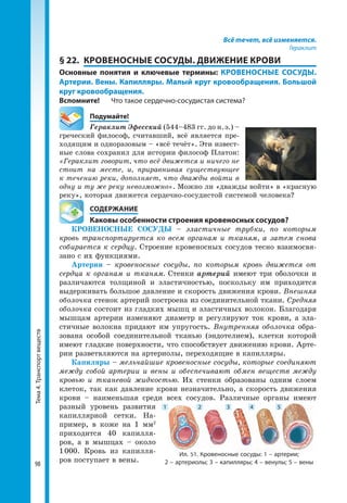 Тема4.Транспортвеществ
98
Всё течет, всё изменяется.
Гераклит
§ 22. 	КРОВЕНОСНЫЕ СОСУДЫ. ДВИЖЕНИЕ КРОВИ
Основные понятия и ключевые термины: КРОВЕНОСНЫЕ СОСУДЫ.
Артерии. Вены. Капилляры. Малый круг кровообращения. Большой
круг кровообращения.
Вспомните!	 Что такое сердечно-сосудистая система?
	Подумайте!
Гераклит Эфесский (544–483 гг. до н. э.) –
греческий философ, считавший, всё является пре-
ходящим и одноразовым – «всё течёт». Эти извест-
ные слова сохранил для истории философ Платон:
«Гераклит говорит, что всё движется и ничего не
стоит на месте, и, приравнивая существующее
к течению реки, дополняет, что дважды войти в
одну и ту же реку невозможно». Можно ли «дважды войти» в «красную
реку», которая движется сердечно-сосудистой системой человека?
	 СОДЕРЖАНИЕ
	 Каковы особенности строения кровеносных сосудов?
КРОВЕНОСНЫЕ СОСУДЫ – эластичные трубки, по которым
кровь транспортируется ко всем органам и тканям, а затем снова
собирается к сердцу. Строение кровеносных сосудов тесно взаимосвя-
зано с их функциями.
Артерии – кровеносные сосуды, по которым кровь движется от
сердца к органам и тканям. Стенки артерий имеют три оболочки и
различаются толщиной и эластичностью, поскольку им приходится
выдерживать большое давление и скорость движения крови. Внешняя
оболочка стенок артерий построена из соединительной ткани. Средняя
оболочка состоит из гладких мышц и эластичных волокон. Благодаря
мышцам артерии изменяют диаметр и регулируют ток крови, а эла-
стичные волокна придают им упругость. Внутренняя оболочка обра-
зована особой соединительной тканью (эндотелием), клетки которой
имеют гладкие поверхности, что способствует движению крови. Арте-
рии разветвляются на артериолы, переходящие в капилляры.
Капиляры – мельчайшие кровеносные сосуды, которые соединяют
между собой артерии и вены и обеспечивают обмен веществ между
кровью и тканевой жидкостью. Их стенки образованы одним слоем
клеток, так как давление крови незначительно, а скорость движения
крови – наименьшая среди всех сосудов. Различные органы имеют
разный уровень развития
капиллярной сетки. На-
пример, в коже на 1 мм2
приходится 40 капилля-
ров, а в мышцах – около
1 000. Кровь из капилля-
ров поступает в вены.
Ил. 51. Кровеносные сосуды: 1 – артерии;
2 – артериолы; 3 – капилляры; 4 – венулы; 5 – вены
1 2 3 4 5
 