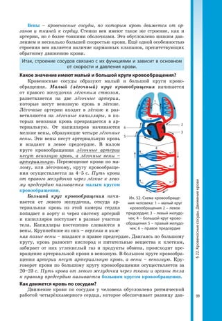 99
§22.Кровеносныесосуды.Движениекрови
Вены – кровеносные сосуды, по которым кровь движется от ор-
ганов и тканей к сердцу. Стенки вен имеют такое же строение, как и
артерии, но с более тонкими оболочками. Это обусловлено низким дав-
лением и несколько большей скоростью крови. Ещё одной особенностью
строения вен является наличие карманных клапанов, препятствующих
обратному движению крови.
Итак, строение сосудов связано с их функциями и зависит в основном
от скорости и давления крови.
Какое значение имеют малый и большой круги кровообращения?
Кровеносные сосуды образуют малый и большой круги крово­
обращения. Малый (лёгочный) круг кровообращения начинается
от правого желудочка лёгочным стволом,
разветвляется на две лёгочные артерии,
которые несут венозную кровь в лёгкие.
Лёгочные артерии входят в лёгкие и раз-
ветвляются на лёгочные капилляры, в ко-
торых венозная кровь превращается в ар-
териальную. От капилляров начинаются
мелкие вены, образующие четыре лёгочные
вены. Эти вены несут артериальную кровь
и впадают в левое предсердие. В малом
круге крово­обращения лёгочные артерии
несут венозную кровь, а лёгочные вены –
артериальную. Перемещение крови по ма-
лому, или лёгочному, кругу кровообраще-
ния осуществляется за 4–5 с. Путь крови
от правого желудочка через лёгкие к лево-
му предсердию называется малым кругом
кровообращения.
Большой круг кровообращения начи-
нается от левого желудочка, откуда ар-
териальная кровь из этой камеры сердца
попадает в аорту и через систему артерий
и капилляров поступает в разные участки
тела. Капилляры постепенно сливаются в
вены. Крупнейшие из них – верхняя и ниж-
няя полые вены – впадают в правое предсердие. Двигаясь по большому
кругу, кровь разносит кислород и питательные вещества к клеткам,
забирает от них углекислый газ и продукты обмена, происходит пре-
вращение артериальной крови в венозную. В большом круге кровообра-
щения артерии несут артериальную кровь, а вены – венозную. Кру-
говорот крови по большому кругу кровообращения осуществляется за
20–23 с. Путь крови от левого желудочка через ткани и органы тела
к правому предсердию называется большим кругом кровообращения.
Как движется кровь по сосудам?
Движение крови по сосудам у человека обусловлено ритмической
работой четырёхкамерного сердца, которое обеспечивает разницу дав-
Ил. 52. Схема кровообраще­
ния человека: 1 – малый круг
кровообращения 2 – левое
предсердие; 3 – левый желудо­
чек; 4 – большой круг крово­
обращения 5 – правый желудо­
чек; 6 – правое предсердие
1
2
3
5
6
4
 