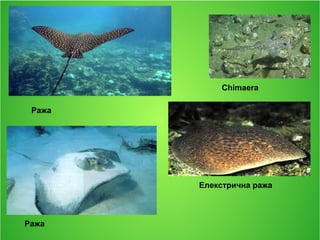 Chimaera
Елекстрична ража
Ража
Ража
 