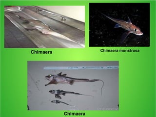 Chimaera
Chimaera monstrosaChimaera
 