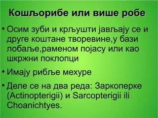 КошљорибеКошљорибе илиили више робевише робе
●
Осим зуби и крљушти јављају се и
друге коштане творевине,у бази
лобаље,раменом појасу или као
шкржни поклопци
●
Имају рибље мехуре
●
Деле се на два реда: Заркоперке
(Actinopterigii) и Sarcopterigii ili
Choanichtyes.
 