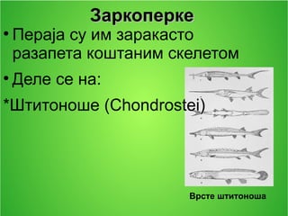 ЗаркоперкеЗаркоперке
●
Пераја су им заракасто
разапета коштаним скелетом
●
Деле се на:
*Штитоноше (Chondrostei)
Врсте штитоноша
 