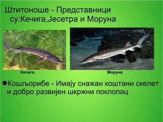 Штитоноше - Представници
су:Кечига,Јесетра и Моруна
●Кошљорибе - Имају снажан коштани скелет
и добро развијен шкржни поклопац
Кечига Моруна
 