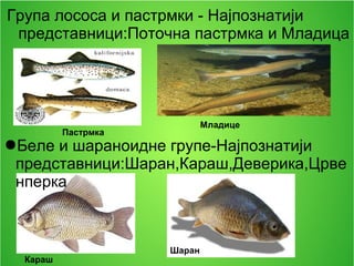Група лососа и пастрмки - Најпознатији
представници:Поточна пастрмка и Младица
●Беле и шараноидне групе-Најпознатији
представници:Шаран,Караш,Деверика,Црве
нперка
Шаран
Караш
Младице
Пастрмка
 