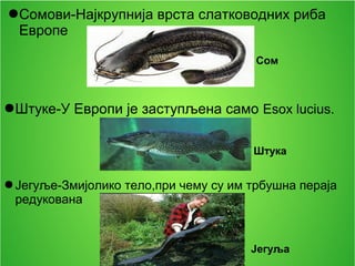 ●Сомови-Најкрупнија врста слатководних риба
Европе
●Штуке-У Европи је заступљена само Esox lucius.
●Јегуље-Змијолико тело,при чему су им трбушна пераја
редукована
Сом
Јегуља
Штука
 