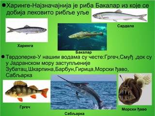 ●Харинге-Најзначајнија је риба Бакалар из које се
добија лековито рибље уље
●Тврдоперке-У нашим водама су честе:Гргеч,Смуђ ,док су
у Јадранском мору заступљеније
Зубатац,Шкарпина,Барбун,Гирица,Морски ђаво,
Сабљарка
Сабљарка
Сардела
Морски ђаво
Гргеч
Бакалар
Харинга
 