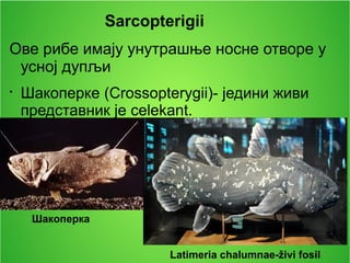 Sarcopterigii
Ове рибе имају унутрашње носне отворе у
усној дупљи

Шакоперке (Crossopterygii)- једини живи
представник је celekant.
Latimeria chalumnae-živi fosil
Шакоперка
 