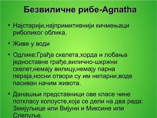 Безвиличне рибеБезвиличне рибе-Agnatha-Agnatha
●
Најстарији,најпримитивнији кичмењаци
риболиког облика.
●
Живе у води
●
Одлике:Грађа скелета,хорда и лобања
једноставне грађе,вилично-шкржни
скелет,немају вилицу,немају парна
пераја,носни отвори су им непарни,воде
пасиван начим живота.
●
Данашњи представници ове класе чине
поткласу колоусте,која се дели на два реда:
Змијуљице или Вијуни и Миксине или
Слепуље.
 