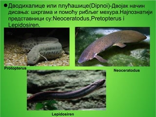 ●Дводихалице или плућашице(Dipnoi)-Двојак начин
дисања: шкргама и помоћу рибљег мехура.Најпознатији
представници су:Neoceratodus,Pretopterus i
Lepidosiren.
Neoceratodus
Protopterus
Lepidosiren
 