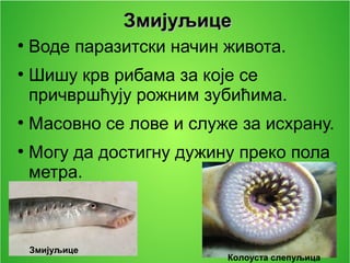 ЗмијуљицеЗмијуљице
●
Воде паразитски начин живота.
●
Шишу крв рибама за које се
причвршћују рожним зубићима.
●
Масовно се лове и служе за исхрану.
●
Могу да достигну дужину преко пола
метра.
Колоуста слепуљица
Змијуљице
 