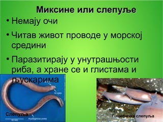 Миксине или слепуљеМиксине или слепуље
●
Немају очи
●
Читав живот проводе у морској
средини
●
Паразитирају у унутрашњости
риба, а хране се и глистама и
љускарима
Слепуља Пацифичка слепуља
 