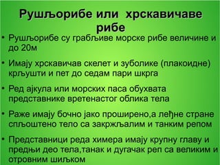РушљорибеРушљорибе илиили хрскавичавехрскавичаве
риберибе
●
Рушљорибе су грабљиве морске рибе величине и
до 20м
●
Имају хрскавичав скелет и зуболике (плакоидне)
крљушти и пет до седам пари шкрга
●
Ред ајкула или морских паса обухвата
представнике вретенастог облика тела
●
Раже имају бочно јако проширено,а леђне стране
спљоштено тело са закржљалим и танким репом
●
Представници реда химера имају крупну главу и
предњи део тела,танак и дугачак реп са великим и
отровним шиљком
 