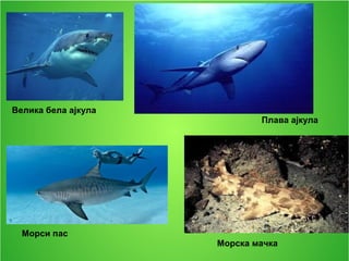Плава ајкула
Морси пас
Велика бела ајкула
Морска мачка
 