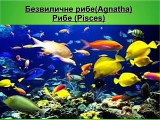 Безвиличне рибеБезвиличне рибе(Agnatha)(Agnatha)
РибеРибе (Pisces)(Pisces)
 