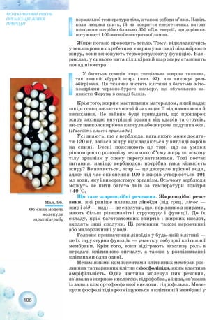 нормальної температури тіла, а також роботи м’язів. Навіть
коли людина спить, їй на покриття енергетичних витрат
щогодини потрібно близько 350 кДж енергії, що дорівнює
потужності 100 ватної електричної лампи.
Жири погано проводять тепло. Тому, відкладаючись
у теплокровних хребетних тварин у вигляді підшкірного
жиру, вони виконують терморегулюючу функцію. Нап-
риклад, у синього кита підшкірний шар жиру становить
понад півметра.
У багатьох ссавців існує спеціальна жирова тканина,
так званий «бурий жир» (мал. 97), яка виконує роль
обігрівача. Ця тканина містить клітини з багатьма міто-
хондріями червоно бурого кольору, що обумовлено на-
явністю Феруму в складі білків.
Крім того, жири є мастильним матеріалом, який надає
шкірі ссавців еластичності й захищає її від намокання й
висихання. Не зайвим буде пригадати, що прошарок
жиру захищає внутрішні органи від ударів та струсів,
як от навколониркова капсула або жирова подушка ока.
(Наведіть власні приклади.)
Усі знають, що у верблюда, вага якого може досяга-
ти 120 кг, запаси жиру відкладаються у вигляді горбів
на спині. Вчені пояснюють це тим, що за умови
рівномірного розподілу великого об’єму жиру по всьому
тілу організм у спеку перегріватиметься. Тоді постає
питання: навіщо верблюдові потрібна така кількість
жиру? Виявляється, жир — це джерело прісної води,
адже під час окиснення 100 г жирів утворюється 101
мл води, яку і використовує організм. Ось чому верблюди
можуть не пити багато днів за температури повітря
+40 °С.
Що таке жироподібні речовини. Жироподібні речо-
вини, які раніше називали ліпоїди (від грец. ліпос —
жир і оід — вид) — це сполуки, що, порівняно з жирами,
мають більш різноманітні структуру і функції. До їх
складу, крім багатоатомних спиртів і жирних кислот,
входять інші сполуки. Ці речовини також нерозчинні
або малорозчинні у воді.
Головне призначення ліпоїдів у будь якій клітині —
це їх структурна функція — участь у побудові клітинної
мембрани. Крім того, вони відіграють важливу роль в
передачі клітинного сигналу, а також у розпізнаванні
клітинами одна одної.
Незамінними компонентами клітинних мембран рос-
линних та тваринних клітин є фосфоліпіди, яким властива
амфіфільність. Одна частина молекул цих речовин,
зв’язана з жирною кислотою, гідрофобна, а інша, зв’язана
із залишком ортофосфатної кислоти, гідрофільна. Моле-
кули фосфоліпідів розміщуються в клітинній мембрані у
106
МОЛЕКУЛЯРНИЙ РІВЕНЬ
ОРГАНІЗАЦІЇ ЖИВОЇ
ПРИРОДИ
Мал. 96.
Об’ємна модель
молекули
тригліцериду
 