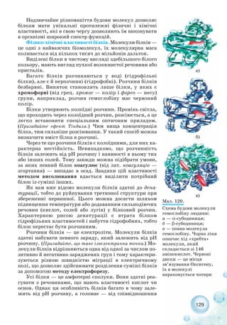 129
Мал. 120.
Схема будови молекули
гемоглобіну людини:
а — α субодиниця;
б — β субодиниця;
в — повна молекула
гемоглобіну. Чорна ліня
означає хід «хребта»
молекули, який
складається зі 146
амінокислот. Червоні
диски — це місця
зв’язування Оксигену,
їх в молекулі
нараховується чотири
Надзвичайне різноманіття будови молекул дозволяє
білкам мати унікальні протилежні фізичні і хімічні
властивості, які в свою чергу дозволяють їм виконувати
в організмі широкий спектр функцій.
Фізико хімічні властивості білків. Молекули білків —
це одні з найважчих біомолекул, їх молекулярна маса
коливається від кількох тисяч до мільйонів дальтон.
Виділені білки в чистому вигляді здебільшого білого
кольору, мають вигляд пухкої волокнистої речовини або
кристалів.
Багато білків розчиняються у воді (гідрофільні
білки), але є й нерозчинні (гідрофобні). Розчини білків
безбарвні. Виняток становлять лише білки, у яких є
хромофорні (від грец. хромос — колір і форео — несу)
групи, наприклад, розчин гемоглобіну має червоний
колір.
Білки утворюють колоїдні розчини. Промінь світла,
що проходить через колоїдний розчин, розсіюється, а це
легко встановити спеціальним оптичним приладом.
(Пригадайте ефект Тіндаля.) Чим вища концентрація
білка, тим сильніше розсіювання. У такий спосіб можна
визначити вміст білка в розчині.
Через те що розчини білків є колоїдними, для них ха-
рактерна нестійкість. Невипадково, що розчинність
білків залежить від рН розчину і наявності в ньому тих
або інших солей. Тому завжди можна підібрати умови,
за яких певний білок коагулює (від лат. коагуляціо —
згортання) — випадає в осад. Завдяки цій властивості
методом висолювання вдається виділити потрібний
білок із суміші інших.
Як вам вже відомо молекули білків здатні до дена-
турації, тобто до руйнування третинної структури при
збереженні первинної. Цього можна досягти шляхом
підвищення температури або додаванням сильнодіючих
речовин (кислот, солей або лугів) у білковий розчин.
Характерною рисою денатурації є втрата білком
гідрофільних властивостей і набуття гідрофобних, тобто
білок перестає бути розчинним.
Розчини білків — це електроліти. Молекули білків
здатні набувати певного заряду, який залежить від рН
розчину. (Пригадайте, що таке ізоелектрична точка.) Мо-
лекули білків відрізняються одна від одної за числом по-
зитивно й негативно заряджених груп і тому характери-
зуються різною швидкістю міграції в електричному
полі, що дозволяє здійснювати розділення суміші білків
за допомогою методу електрофорезу.
Усі білки — це амфотерні сполуки. Вони здатні реа-
гувати з речовинами, що мають властивості кислот чи
основ. Однак ця особливість білків багато в чому зале-
жить від рН розчину, а головне — від співвідношення
а)
б)
в)
 