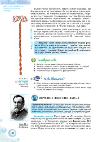 132
МОЛЕКУЛЯРНИЙ РІВЕНЬ
ОРГАНІЗАЦІЇ ЖИВОЇ
ПРИРОДИ
Білки також виконують багато інших функцій, що
безпосередньо не пов’язано з їх первинним призначен-
ням у клітині. За екстремальних умов існування, зокре-
ма під час тривалого голодування, частина білків може
використовуватися організмом як джерело енергії.
Білковий ланцюг руйнується до амінокислот, які в по-
дальшому окиснюються подібно до глюкози чи жирів.
При повному окисненні 1 г білка виділяє 17,6 кДж.
Африканська дводишна риба протоптерус легко пе-
речікує пересихання водойм, зариваючись у мул на кіль-
ка місяців. Джерелом речовин й енергії, необхідних для
підтримування життєдіяльності, їй слугують власні
м’язи.
1. Назвіть головні хіміко фізичні властивості білків.
2. За якою ознакою білки поділяють на протеїни і протеїди?
3. Як класифікують білки за біологічними функціями?
4. У чому полягає енергетична функція білків?
Мал. 123.
Схема будови
молекули
міозину
Завдяки своїй найрізноманітнішій будові різні
види білків мають унікальні і навіть протилежні
властивості. За будовою білки поділяють на два кла-
си — прості і складні білки, а кількість функціональ-
них груп білків значно більша.
1. Чому здатність мати протилежні фізико хімічні властивості
є унікальною властивістю саме білків?
2. Дотепер не існує однозначної класифікації білків, а тому існує
кілька. Як ви вважаєте, чому?
ФЕРМЕНТИ І БІОЛОГІЧНИЙ КАТАЛІЗ§24.
Терміни та поняття: каталізатор, ензим, апофермент, кофер-
мент, вітамін, субстрат, оксидоредуктази, трансферази, гідро-
лази, ліази, активний центр ферменту, фермент субстратний
комплекс, активатори, інгібітори, ціаніди, цитохромоксидази.
Історична довідка. Група простих або складних білків,
які виконують функцію біологічних каталізаторів (від грец.
каталізис — руйнування), називається ферментами. Цей
термін було застосовано ще в XVII ст. нідерландським ліка-
рем Я.Б. ван Гельмонтом під час описування процесу трав-
лення. Друга назва цих речовин — ензими (від грец. eн —
Мал. 124.
Л. Пастер
 