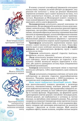 134
МОЛЕКУЛЯРНИЙ РІВЕНЬ
ОРГАНІЗАЦІЇ ЖИВОЇ
ПРИРОДИ
Мал. 127.
Комп’ютерна модель
просторової структури
амілази
Мал. 128.
Модель каталази
еритроцитів людини
Мал. 129.
Просторова модель
хімотрипсину.
Червоним кольором
позначено активний
центр
В основу сучасної класифікації ферментів покладено
кілька ознак, зокрема, на який субстрат діє фермент, яку
реакцію він каталізує і, якщо ця реакція обумовлена
переносом активних груп з однієї молекули на іншу, то в
назві зазначається сполука, до якої ця група транспор-
тується. Відповідно до Міжнародної комісії з номенкла-
тури кожний фермент має власний номер — шифр. Всього
виділяють шість класів ферментів.
Оксидоредуктази каталізують реакції окиснення чи
відновлення. До цих ферментів належать кілька дуже важ-
ливих: каталаза (мал. 128), яка каталізує розклад гідроген
пероксиду, що постійно утворюється в клітинах, до води і
кисню;лактатдегідрогеназакаталізуєокисненнямолочної
кислоти до піровиноградної, алкогольдегідрогеназа окиснює
спирти до альдегідів. Вважається, що саме генетично
обумовлений дефіцит останнього ферменту є причиною
нездатності переносити спиртні напої окремими особами.
Трансферази каталізують перенесення певних груп
атомів з однієї молекули субстрату на іншу. Серед фер-
ментів цього класу особливе значення мають фосфотра-
нсферази, які транспортують фосфатну групу з однієї
молекули на іншу.
Гідролази каталізують реакції гідролізу (амілаза,
фосфатаза, пепсин, трипсин).
Ліази каталізують розрив хімічних зв’язків у моле-
кулі субстрату, який не приводить до гідролізу. В ре-
зультаті лінійні молекули можуть переходити в кіль-
цеві, або замість одинарного зв’язку буде утворюватися
подвійний (дезамінази).
Ізомерази каталізують просторові зміни в структурі
молекули субстрату, тобто перетворюють один ізомер на
інший.
Лігази каталізують утворення хімічних зв’язків між
субстратами за рахунок гідролізу енергозберігаючих
молекул. Типовим прикладом є ДНК полімераза, за
допомогою якої утворюються молекули ДНК.
Яким чином відбувається біологічний каталіз. Осно-
вою життєдіяльності кожного організму є величезна
кількість взаємопов’язаних хімічних реакцій, перебіг
яких відбувається миттєво. Цю надзвичайну швидкість пе-
ретворень одних речовин на інші забезпечують ферменти.
Це їх головна функція. Підраховано, що ферменти здатні
прискорювати хімічні реакції у мільйони і мільярди разів.
Хімічні реакції, які відбуваються у клітинах за частки
секунди, за звичайних умов тривають роками. Так, розчин
сахарози за кімнатної температури може протягом кількох
років зберігатися без жодних змін, а після додавання фер-
менту сахарази цей дисахарид розкладеться на молекули
глюкози і фруктози за кілька хвилин. Щоб досягти
подібного ефекту іншим шляхом, потрібно сильно нагріти
 