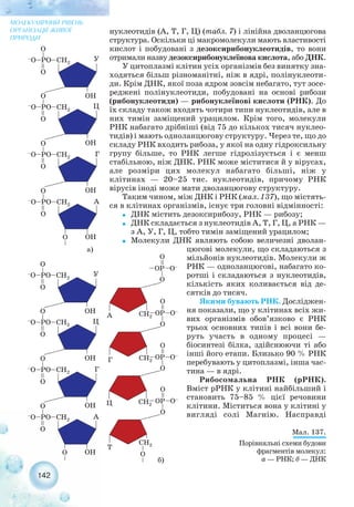 142
нуклеотидів (А, Т, Г, Ц) (табл. 7) і лінійна дволанцюгова
структура. Оскільки ці макромолекули мають властивості
кислот і побудовані з дезоксирибонуклеотидів, то вони
отримали назву дезоксирибонуклеїнова кислота, або ДНК.
У цитоплазмі клітин усіх організмів без винятку зна-
ходяться більш різноманітні, ніж в ядрі, полінуклеоти-
ди. Крім ДНК, якої поза ядром зовсім небагато, тут зосе-
реджені полінуклеотиди, побудовані на основі рибози
(рибонуклеотиди) — рибонуклеїнові кислоти (РНК). До
їх складу також входять чотири типи нуклеотидів, але в
них тимін заміщений урацилом. Крім того, молекули
РНК набагато дрібніші (від 75 до кількох тисяч нуклео-
тидів) і мають одноланцюгову структуру. Через те, що до
складу РНК входить рибоза, у якої на одну гідроксильну
групу більше, то РНК легше гідролізується і є менш
стабільною, ніж ДНК. РНК може міститися й у вірусах,
але розміри цих молекул набагато більші, ніж у
клітинах — 20–25 тис. нуклеотидів, причому РНК
вірусів іноді може мати дволанцюгову структуру.
Таким чином, між ДНК і РНК (мал. 137), що містять-
ся в клітинах організмів, існує три головні відмінності:
˜ ДНК містить дезоксирибозу, РНК — рибозу;
˜ ДНК складається з нуклеотидів А, Т, Г, Ц, а РНК —
з А, У, Г, Ц, тобто тимін заміщений урацилом;
˜ Молекули ДНК являють собою величезні дволан-
цюгові молекули, що складаються з
мільйонів нуклеотидів. Молекули ж
РНК — одноланцюгові, набагато ко-
ротші і складаються з нуклеотидів,
кількість яких коливається від де-
сятків до тисяч.
Якими бувають РНК. Досліджен-
ня показали, що у клітинах всіх жи-
вих організмів обов’язково є РНК
трьох основних типів і всі вони бе-
руть участь в одному процесі —
біосинтезі білка, здійснюючи ті або
інші його етапи. Близько 90 % РНК
перебувають у цитоплазмі, інша час-
тина — в ядрі.
Рибосомальна РНК (рРНК).
Вміст рРНК у клітині найбільший і
становить 75–85 % цієї речовини
клітини. Міститься вона у клітині у
вигляді солі Магнію. Насправді
МОЛЕКУЛЯРНИЙ РІВЕНЬ
ОРГАНІЗАЦІЇ ЖИВОЇ
ПРИРОДИ
Мал. 137.
Порівняльні схеми будови
фрагментів молекул:
а — РНК; б — ДНК
а)
б)
 