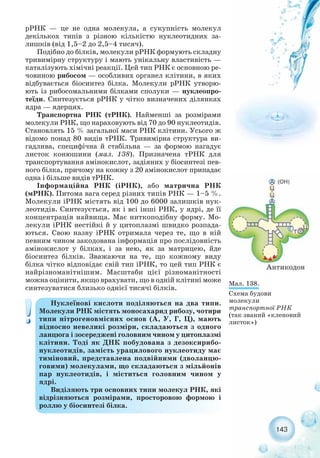 143
рРНК — це не одна молекула, а сукупність молекул
декількох типів з різною кількістю нуклеотидних за-
лишків (від 1,5–2 до 2,5–4 тисяч).
Подібно до білків, молекули рРНК формують складну
тривимірну структуру і мають унікальну властивість —
каталізують хімічні реакції. Цей тип РНК є основною ре-
човиною рибосом — особливих органел клітини, в яких
відбувається біосинтез білка. Молекули рРНК утворю-
ють із рибосомальними білками сполуки — нуклеопро-
теїди. Синтезується рРНК у чітко визначених ділянках
ядра — ядерцях.
Транспортна РНК (тРНК). Найменші за розмірами
молекули РНК, що нараховують від 70 до 90 нуклеотидів.
Становлять 15 % загальної маси РНК клітини. Усього ж
відомо понад 80 видів тРНК. Тривимірна структура ви-
гадлива, специфічна й стабільна — за формою нагадує
листок конюшини (мал. 138). Призначена тРНК для
транспортування амінокислот, задіяних у біосинтезі пев-
ного білка, причому на кожну з 20 амінокислот припадає
одна і більше видів тРНК.
Інформаційна РНК (іРНК), або матрична РНК
(мРНК). Питома вага серед різних типів РНК — 1–5 %.
Молекули іРНК містять від 100 до 6000 залишків нук-
леотидів. Синтезується, як і всі інші РНК, у ядрі, де її
концентрація найвища. Має ниткоподібну форму. Мо-
лекули іРНК нестійкі й у цитоплазмі швидко розпада-
ються. Свою назву іРНК отримала через те, що в ній
певним чином закодована інформація про послідовність
амінокислот у білках, і за нею, як за матрицею, йде
біосинтез білків. Зважаючи на те, що кожному виду
білка чітко відповідає свій тип іРНК, то цей тип РНК є
найрізноманітнішим. Масштаби цієї різноманітності
можна оцінити, якщо врахувати, що в одній клітині може
синтезуватися близько однієї тисячі білків.
Мал. 138.
Схема будови
молекули
транспортної РНК
(так званий «кленовий
листок»)
Нуклеїнові кислоти поділяються на два типи.
Молекули РНК містять моносахарид рибозу, чотири
типи нітрогеновмісних основ (А, У, Г, Ц), мають
відносно невеликі розміри, складаються з одного
ланцюга і зосереджені головним чином у цитоплазмі
клітини. Тоді як ДНК побудована з дезоксирибо-
нуклеотидів, замість урацилового нуклеотиду має
тиміновий, представлена подвійними (дволанцю-
говими) молекулами, що складаються з мільйонів
пар нуклеотидів, і міститься головним чином у
ядрі.
Виділяють три основних типи молекул РНК, які
відрізняються розмірами, просторовою формою і
роллю у біосинтезі білка.
 