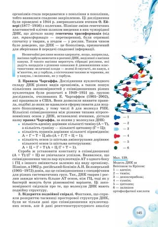 145
організмів стала передаватися з покоління в покоління,
тобто виявилася спадково закріпленою. Ці дослідження
були проведені в 1944 р. американським вченим О. Ей-
вері (1877–1956) з колегами. Пізніше зміни генетичних
властивостей клітин шляхом введення в них чужорідної
ДНК, що дістало назву генетична траснформація (від
лат. трансформаціо — перетворення), були отримані
спочатку у тварин, а згодом — у рослин. Таким чином
було доведено, що ДНК — це біополімер, призначений
для зберігання й передачі спадкової інформації.
Незвичайні рослини можна одержати, якщо, наприклад,
насіння гарбуза вимочити в розчині ДНК, виділеної з насіння
кавуна. З такого насіння виростуть гібридні рослини, які
дадуть нащадків з різними ознаками й дивовижними влас-
тивостями: величезні плоди — зелені й смугасті, як кавун, з
м’якоттю, як у гарбуза, з кісточками такими ж чорними, як
у кавуна, і великими, як у гарбуза.
2. Правила Чаргаффа. Дослідження нуклеотидного
складу ДНК різних видів організмів, а також пошук
кількісних закономірностей у співвідношеннях різних
нуклеотидов були розпочаті в 1949–1951 рр. групою
дослідників, очолюваних Е. Чаргаффом (1905–2002),
які працювали в США. Вони дозволили виявити прави-
ла, подібні до яких не вдавалося сформулювати для жод-
ного біополимера, у тому числі й для молекул РНК.
Кількісні співвідношення між різними типами нітроге-
новмісних основ у ДНК, встановлені вченими, дістали
назву правил Чаргаффа, за якими у молекулах ДНК:
˜ кількість аденіну дорівнює кількості тиміну (А = Т),
а кількість гуаніну — кількості цитозину (Г = Ц);
˜ кількість пуринів дорівнює кількості піримідинів:
А + Г = Т + Ц або (А + Г/Т + Ц = 1);
˜ кількість основ із шістьма аміногрупами дорівнює
кількості основ із шістьма кетогрупами:
А + Ц = Г + Т (А + Ц/Г + Т = 1).
Спроба ж установити константу в співвідношенні
(A + Т)/(Г + Ц) не увінчалася успіхом. Виявилося, що
співвідношення числа пар нуклеотидів АТ з одного боку
і ГЦ з іншого змінюється залежно від виду організму.
Пізніше, в 1962 р. російський біохімік А.Н. Бєлозерський
(1905–1972) довів, що це співвідношення є специфічним
для різних систематичних груп. Так, ДНК тварин і рос-
лин завжди містить більше АТ основ, ніж ГЦ, тоді як у
бактерій можуть бути різноманітні варіанти. Ці зако-
номірності свідчили про те, що молекули ДНК мають
подвійну структуру.
3. Відкриття подвійної спіралі. Фактами, що спри-
яли розкриттю таємниці просторової структури ДНК,
були не тільки дані про співвідношення нуклеотид-
них основ, але й дані рентгеноструктурного аналізу
Мал. 139.
Модель ДНК за
Вотсоном та Кріком:
1 — аденін;
2 — тимін;
3 — дезоксирибоза;
4 — гуанін;
5 — цитозин;
6 — залишок
ортофосфатної кислоти
— 1
— 2
— 3
— 4
— 5
— 6
 