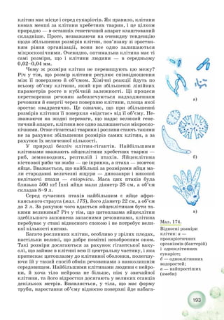 193
клітин має місце і серед еукаріотів. Як правило, клітини
комах менші за клітини хребетних тварин, і це цілком
природно — в останніх генетичний апарат влаштований
складніше. Проте, незважаючи на очевидну тенденцію
щодо збільшення розмірів клітин, пов’язану зі зростан-
ням рівня організації, вони все одно залишаються
мікроскопічними. Очевидно, оптимальна клітина має ті
самі розміри, що і клітини людини — в середньому
0,02–0,04 мм.
Чому ж розміри клітин не перевищують цю межу?
Річ у тім, що розмір клітини регулює співвідношення
між її поверхнею й об’ємом. Хімічні реакції йдуть по
всьому об’єму клітини, який при збільшенні лінійних
параметрів росте в кубічній залежності. Ці процеси
перетворення речовин забезпечуються надходженням
речовини й енергії через поверхню клітини, площа якої
зростає квадратично. Це означає, що при збільшенні
розмірів клітини її поверхня «відстає» від її об’єму. Не-
зважаючи на жодні переваги, що надає великий гене-
тичний апарат, клітини все одно залишаються мікроско-
пічними. Отже гігантські тварини і рослини стають такими
не за рахунок збільшення розмірів самих клітин, а за
рахунок їх величезної кількості.
У природі безліч клітин гігантів. Найбільшими
клітинами вважають яйцеклітини хребетних тварин —
риб, земноводних, рептилій і птахів. Яйцеклітина
кісткової риби чи жаби — це ікринка, а птаха — жовток
яйця. Вважається, що найбільші за розмірами яйця ма-
ли стародавні величезні ящури — динозаври і викопні
нелітаючі птахи — епіорніси. Маса цих птахів була
близько 500 кг! Їхні яйця мали діаметр 28 см, а об’єм
складав 8–9 л.
Серед сучасних птахів найбільшим є яйце афри-
канського страуса (мал. 175), його діаметр 22 см, а об’єм
до 2 л. За рахунок чого вдається яйцеклітинам бути та-
кими великими? Річ у тім, що цитоплазма яйцеклітин
здебільшого заповнена запасними речовинами, клітина
перебуває у стані відносного спокою і не потребує вели-
кої кількості кисню.
Багато рослинних клітин, особливо у зрілих плодах,
настільки великі, що добре помітні неозброєним оком.
Такі розміри досягаються за рахунок гігантської ваку-
олі, що займає в клітині всю її центральну частину, і яка
притискає цитоплазму до клітинної оболонки, полегшу-
ючи їй у такий спосіб обмін речовинами з навколишнім
середовищем. Найбільшими клітинами людини є нейро-
ни, й хоча тіло нейрона не більше, ніж у звичайної
клітини, та його відростки досягають у великих ссавців
декількох метрів. Виявляється, у тіла, що має форму
труби, наростання об’єму відносно поверхні йде набага-
Мал. 174.
Відносні розміри
клітин: а —
прокаріотичних
організмів (бактерій)
і одноклітинних
еукаріот;
б — одноклітинних
водоростей;
в — найпростіших
(амеби)
а)
б)
в)
 