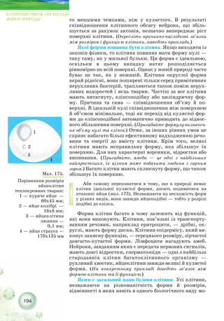194
КЛІТИННИЙ РІВЕНЬ ОРГАНІЗАЦІЇ
ЖИВОЇ ПРИРОДИ
Мал. 175.
Порівняння розмірів
яйцеклітин
теплокровних тварин:
1 — куряче яйце —
60х45 мм;
2 — яйце колібрі —
18х8 мм;
3 — яйцеклітина
людини —
0,1 мм;
4 — яйце страуса —
170х135 мм
1
2
3
4
то меншими темпами, ніж у кулястого. В результаті
співвідношення клітинного обсягу нейрона, що збіль-
шується за рахунок аксонів, незначно випереджає ріст
поверхні клітини. (Окресліть причинно наслідкові зв’язки
між розміром і функцією клітини, наведіть приклади.)
Якої форми повинна бути клітина. Якщо виходити із
законів фізики, то клітина повинна мати форму кулі —
таку саму, як у мильної бульки. Ця форма є ідеальною,
оскільки в цьому випадку натяг розподіляється
рівномірно по всій поверхні. Однак у живій природі часто
буває не так, як у неживій. Клітини округлої форми
вкрай рідкісні, вони поширені тільки серед примітивних
нерухливих бактерій, трапляються також поміж нерух-
ливих водоростей і яєць тварин. Частіш за все клітини
мають витягнуту, еліпсоподібну або циліндричну фор-
му. Причина та сама — співвідношення об’єму й по-
верхні. В ідеальній кулі співвідношення між поверхнею
й об’ємом мінімальне, тоді як перехід від кулястої фор-
ми до еліпсоподібної автоматично приводить до віднос-
ного збільшення поверхні. (Пригадайте формулу визначен-
ня об’єму кулі та еліпса.) Отже, за інших рівних умов це
сприяє набагато більш ефективному надходженню речо-
вини та енергії до вмісту клітини. Крім того, великі
клітини мають неправильну форму, яка збільшує їх
поверхню. Для них характерні ворсинки, відростки або
випинання. (Пригадайте, амеби — це одні з найбільших
найпростіших, їх цілком може побачити людина з гарним
зором.) Багато клітин мають сплюснуту форму, що також
збільшує їх поверхню.
Аби самому переконатися в тому, що в природі немає
клітин ідеальної кулястої форми, досить подивитися на
пташині яйця (мал. 175). Незважаючи на несхожість форм
у різних видів, вони завжди яйцеподібні — тобто у розрізі
подібні до еліпса.
Форма клітин багато в чому залежить від функцій,
які вони виконують. Клітини, пов’язані із транспорту-
ванням речовин, наприклад еритроцити, — дрібні, ок-
руглі, мають форму диска. Клітини епідермісу, який ви-
конує захисну функцію, — середнього розміру, зірчастої
довгасто кутастої форми. Лімфоцити нагадують амеб.
Нейрони, завданням яких є передача нервових сигналів,
мають довгі відростки, сперматозоїди — одні з найбільш
стародавніх клітин багатоклітинного організму —
рухливий хвостик, яйцеклітини завжди великі й кулястої
форми. (На конкретному прикладі доведіть зв’язок між
формою клітини та її функцією.)
Яким є загальний план будови клітини. Усі клітини,
незважаючи на різноманітність форми й розмірів,
відмінності в яких навіть в одного біологічного виду мо-
 
