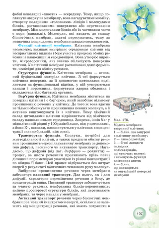 197
фобні неполярні «хвости» — всередину. Тому, якщо по-
глянути зверху на мембрану, вона нагадуватиме мозаїку,
створену полярними «головками» ліпідів і молекулами
білків, розташованими поверхнево або перетинаючи
мембрану. Між молекулами білків або їх частинами часто
є пори (канальці). Молекули, які входять до складу
біологічних мембран, здатні пересуватись, тому за
незначних пошкоджень мембрани швидко оновлюються.
Функції клітинної мембрани. Клітинна мембрана
насамперед захищає внутрішнє середовище клітини від
несприятливих впливів і бере участь у процесах обміну ре-
човин із навколишнім середовищем. Вона утворює вирос-
ти, мікроворсинки, які значно збільшують поверхню
клітини. У клітинній мембрані розташовані деякі фермен-
ти, необхідні для обміну речовин.
Структурна функція. Клітинна мембрана — основ-
ний будівельний матеріал клітини. З неї формується
клітинна поверхня, за її допомогою цитоплазма поді-
ляється на функціональні відсіки, у ній утворюються
канали і порожнина, формується ядерна оболонка і
складається тіло багатьох органел.
Бар’єрна функція. Клітинна мембрана міститься на
поверхні клітини і є бар’єром, який запобігає вільному
проникненню речовин у клітину. До того ж вона здатна
не тільки обмежувати проникнення певних молекул, а й
активно виштовхувати їх з клітини. Тому хімічний
склад цитоплазми клітини відрізняється від хімічного
складу навколишнього середовища. Зокрема, іонів Na+ у
міжклітинній рідині у 100 разів більше, ніж у цитоплазмі,
а йони К+, навпаки, накопичуються у клітинах в концен-
трації значно більшій, ніж зовні.
Транспортна функція. Сполуки, потрібні для
життєдіяльності клітин, а також продукти обміну речо-
вин проникають через плазматичну мембрану за допомо-
гою дифузії, пасивного чи активного транспорту. Нага-
даємо, що дифузія (від лат. диффузіо — розлиття) —
процес, за якого речовини проникають крізь певні
ділянки і пори мембран унаслідок їх різної концентрації
по обидва її боки. Цей процес відбувається без витрат
енергії у результаті хаотичного теплового руху молекул.
Вибіркове проникнення речовин через мембрани
забезпечує пасивний транспорт. Для нього, як і для
дифузії, характерне переміщення речовин з боку, де
концентрація вища. Пасивний транспорт забезпечується
за участю рухомих мембранних білків переносників;
зміною просторової структури білків, які перетинають
мембрану; та через канали у мембрані.
Активний транспорт речовин через біологічні мем-
брани пов’язаний із витратами енергії, оскільки не зале-
жить від концентрації речовин, які мають потрапити в
Мал. 178.
Модель мембрани
тваринної клітини:
1 — білки, що занурені
в клітинну мембрану;
2 — глюкопротеїди;
3 — бічні ланцюги
складних
полісахаридів,
що стирчать назовні
і виконують функції
клітинних антен;
4 — білки,
що знаходяться
на внутрішній поверхні
мембрани
1
2
3
4
 