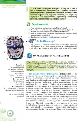 200
КЛІТИННИЙ РІВЕНЬ ОРГАНІЗАЦІЇ
ЖИВОЇ ПРИРОДИ
1. Чим вважають плазматичну мембрану? Чому?
2. Які сучасні погляди на структуру клітинної мембрани?
3. Назвіть основні функції плазматичної мембрани.
4. Чим відрізняється пасивне перенесення речовин крізь
мембрану від активного?
5. Який механізм роботи калій натрієвого насоса?
1. Чому головним компонентом плазматичної мембрани є ліпіди?
2. У чому полягає важливість дифузії для всіх живих організмів?
3. Про що може розповісти аналіз структури клітинної мембрани?
ОРГАНІЗАЦІЯ ЦИТОПЛАЗМИ КЛІТИНИ§36.
Що являє собою цитоплазма. Цитоплазма — це
складова частина клітини, її неодмінний компонент
(мал. 181). Цитоплазма так як і ядро багатокомпонент-
на. Навіть в світловий мікроскоп у цитоплазмі живої
клітини можна побачити якісь вкраплення, неод-
норідності, частинки. Особливо очевидною неод-
норідність цитоплазми можна побачити при вивченні ії
в електронному мікроскопі. Формально структуру ци-
топлазми поділяють на три частини: органели, вклю-
чення, гіалоплазма (основна плазма, цитозоль). Органе-
ли — обов’язкові для будь якої клітини компоненти,
без яких клітина просто не зможе підтримувати своє
існування; включення — необов’язкові компоненти,
які являють собою або відкладення запасних речовин
(глікоген, білкові гранули), або скупчення продуктів
метаболізму (пігменти, кристали солей тощо в рослин-
них клітинах). І органели, і включення занурені в
гіалоплазму. Окрім структурних білків та ферментів, у
Мал. 181.
Загальна будова
тваринної клітини:
1 — плазматична
мембрана;
2 — цитоплазма;
3 — центріоль;
4 — вакуоль;
5 — мітохондрія;
6 — ядро;
7 — лізосома;
8 — рибосома;
9 — комплекс Гольджі;
10 — ендоплазматична
сітка;
11 — поліцитозні
пухирці
1
3
4
5
6
7
8
11
10
9
2
Терміни та поняття: цитоплазма, органели, включення,
гіалоплазма (цитозоль), ендоплазматична сітка (шорстка і
гладенька), рибосоми, комплекс Гольджі, диктиосома, лізо-
сома, клітинне травлення, вторинна лізосома, мікротільця,
вакуоль.
Клітинна мембрана створює бар’єр між кліти-
ною і зовнішнім середовищем, активно здійснює
транспортування речовин і запобігає проникненню
шкідливих речовин, передає сигнали, які йдуть від
внутрішнього середовища організму всередину
клітини, і забезпечує взаємодію клітин.
 