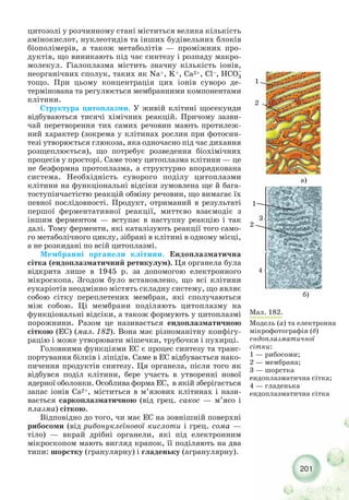 201
цитозолі у розчинному стані міститься велика кількість
амінокислот, нуклеотидів та інших будівельних блоків
біополімерів, а також метаболітів — проміжних про-
дуктів, що виникають під час синтезу і розпаду макро-
молекул. Гіалоплазма містить значну кількість іонів,
неорганічних сполук, таких як Na+, K+, Ca2+, Cl–,
тощо. При цьому концентрація цих іонів суворо де-
термінована та регулюється мембранними компонентами
клітини.
Структура цитоплазми. У живій клітині щосекунди
відбуваються тисячі хімічних реакцій. Причому зазви-
чай перетворення тих самих речовин мають протилеж-
ний характер (зокрема у клітинах рослин при фотосин-
тезі утворюється глюкоза, яка одночасно під час дихання
розщеплюється), що потребує розведення біохімічних
процесів у просторі. Саме тому цитоплазма клітини — це
не безформна протоплазма, а структурно впорядкована
система. Необхідність суворого поділу цитоплазми
клітини на функціональні відсіки зумовлена ще й бага-
тоступінчастістю реакцій обміну речовин, що вимагає їх
певної послідовності. Продукт, отриманий в результаті
першої ферментативної реакції, миттєво взаємодіє з
іншим ферментом — вступає в наступну реакцію і так
далі. Тому ферменти, які каталізують реакції того само-
го метаболічного циклу, зібрані в клітині в одному місці,
а не розкидані по всій цитоплазмі.
Мембранні органели клітини. Ендоплазматична
сітка (ендоплазматичний ретикулум). Ця органела була
відкрита лише в 1945 р. за допомогою електронного
мікроскопа. Згодом було встановлено, що всі клітини
еукаріотів неодмінно містять складну систему, що являє
собою сітку переплетених мембран, які сполучаються
між собою. Ці мембрани поділяють цитоплазму на
функціональні відсіки, а також формують у цитоплазмі
порожнини. Разом це називається ендоплазматичною
сіткою (EC) (мал. 182). Вона має різноманітну конфігу-
рацію і може утворювати мішечки, трубочки і пухирці.
Головними функціями ЕС є процес синтезу та транс-
портування білків і ліпідів. Саме в ЕС відбувається нако-
пичення продуктів синтезу. Ця органела, після того як
відбувся поділ клітини, бере участь в утворенні нової
ядерної оболонки. Особлива форма ЕС, в якій зберігається
запас іонів Са2+, міститься в м’язових клітинах і нази-
вається саркоплазматичною (від грец. сакос — м’ясо і
плазма) сіткою.
Відповідно до того, чи має EC на зовнішній поверхні
рибосоми (від рибонуклеїнової кислоти і грец. сома —
тіло) — вкрай дрібні органели, які під електронним
мікроскопом мають вигляд крапок, її поділяють на два
типи: шорстку (гранулярну) і гладеньку (агранулярну).
Мал. 182.
Модель (а) та електронна
мікрофотографія (б)
ендоплазматичної
сітки:
1 — рибосоми;
2 — мембрана;
3 — шорстка
ендоплазматична сітка;
4 — гладенька
ендоплазматична сітка
1
2
1
а)
б)
2
3
4
 