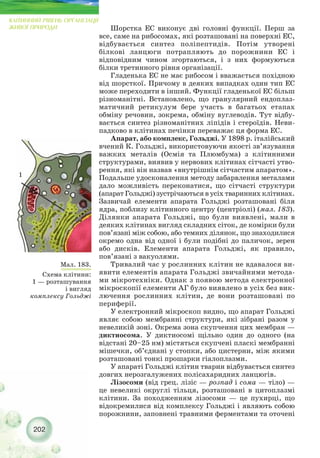 Шорстка ЕС виконує дві головні функції. Перш за
все, саме на рибосомах, які розташовані на поверхні ЕС,
відбувається синтез поліпептидів. Потім утворені
білкові ланцюги потрапляють до порожнини ЕС і
відповідним чином згортаються, і з них формуються
білки третинного рівня організації.
Гладенька EC не має рибосом і вважається похідною
від шорсткої. Причому в деяких випадках один тип ЕС
може переходити в інший. Функції гладенької ЕС більш
різноманітні. Встановлено, що гранулярний ендоплаз-
матичний ретикулум бере участь в багатьох етапах
обміну речовин, зокрема, обміну вуглеводів. Тут відбу-
вається синтез різноманітних ліпідів і стероїдів. Неви-
падково в клітинах печінки переважає ця форма ЕС.
Апарат, або комплекс, Гольджі. У 1898 р. італійський
вчений К. Гольджі, використовуючи якості зв’язування
важких металів (Осмія та Плюмбума) з клітинними
структурами, виявив у нервових клітинах сітчасті утво-
рення, які він назвав «внутрішнім сітчастим апаратом».
Подальше удосконалення методу забарвлення металами
дало можливість переконатися, що сітчасті структури
(апарат Гольджі) зустрічаються в усіх тваринних клітинах.
Зазвичай елементи апарата Гольджі розташовані біля
ядра, поблизу клітинного центру (центріолі) (мал. 183).
Ділянки апарата Гольджі, що були виявлені, мали в
деяких клітинах вигляд складних сіток, де комірки були
пов’язані між собою, або темних ділянок, що знаходилися
окремо одна від одної і були подібні до паличок, зерен
або дисків. Елементи апарата Гольджі, як правило,
пов’язані з вакуолями.
Тривалий час у рослинних клітин не вдавалося ви-
явити елементів апарата Гольджі звичайними метода-
ми мікротехніки. Однак з появою метода електронної
мікроскопії елементи АГ було виявлено в усіх без вик-
лючення рослинних клітин, де вони розташовані по
периферії.
У електронний мікроскоп видно, що апарат Гольджі
являє собою мембранні структури, які зібрані разом у
невеликій зоні. Окрема зона скупчення цих мембран —
диктиосома. У диктиосомі щільно один до одного (на
відстані 20–25 нм) містяться скупчені пласкі мембранні
мішечки, об’єднані у стопки, або цистерни, між якими
розташовані тонкі прошарки гіалоплазми.
У апараті Гольджі клітин тварин відбувається синтез
довгих нерозгалужених полісахаридних ланцюгів.
Лізосоми (від грец. лізіс — розпад і сома — тіло) —
це невеликі округлі тільця, розташовані в цитоплазмі
клітини. За походженням лізосоми — це пухирці, що
відокремилися від комплексу Гольджі і являють собою
порожнини, заповнені травними ферментами та оточені
202
КЛІТИННИЙ РІВЕНЬ ОРГАНІЗАЦІЇ
ЖИВОЇ ПРИРОДИ
Мал. 183.
Схема клітини:
1 — розташування
і вигляд
комплексу Гольджі
1
 