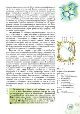 203
елементарною мембраною. Ці ферменти здатні розщепи-
ти й перетравити будь які білки, зокрема й власної
клітини, а також білки, нуклеїнові кислоти, полісаха-
риди і ліпіди. Саме здатність перетравлювати ліпіди і дала
цій органелі таку назву. Завдяки лізосомам відбувається
клітинне травлення, за якого клітина розщеплює складні
для засвоєння речовини. Особливо багато лізосом у
клітинах, що здатні до піноцитозу і фагоцитозу. Крім того,
за допомогою лізосом клітина захищається від чужо-
рідних агентів, зокрема бактерій. Встановлено, що пору-
шення функціонування лізосом призводить до розвитку
багатьох небезпечних хвороб (ревматизму, артриту, зло-
якісних новоутворень).
Мікротільця — це також ферментовмісні органели,
які є похідними EC і обов’язковими компонентами кож-
ної еукаріотичної клітини. Вони оточені одним шаром
мембрани і, на відміну від лізосом, містять ферменти,
що каталізують окисно відновні реакції. При цьому
особливого значення набуває фермент каталаза, за допо-
могою якого руйнуються молекули гідроген пероксиду
(Н2О2) — високоактивної речовини, яка у високій конце-
нтрації є отрутою для будь якої клітини.
Вакуолі (від лат. вакуус — пустий) — це необов’яз-
ковий компонент еукаріотичної клітини, ця структура
має вигляд клітинних порожнин, які відокремлені від
цитоплазми одним шаром клітинної мембрани. У
найпростіших є скоротливі вакуолі, за допомогою
яких з клітин виводиться надлишок води та отруйні
кінцеві продукти розпаду макромолекул. У клітинах
найпростіших і деяких примітивних багатоклітинних
тварин (губок, кишковопорожнинних) є травні ваку-
олі, що містять травні ферменти. У деяких рослинних
клітинах (мал. 184) вакуоля займає 90 % об’єму
внутрішньої клітини, а тому притискує цитоплазму,
органелу та ядро до мембрани. (Чому це відбувається, які
тканини рослин містять такі клітини?) Головне призна-
чення рослинної вакуолі — підтримувати тургор (при-
гадайте, для чого він потрібний рослині) і забезпечувати
збереження розчинних у воді речовин. До того ж вакуолі
можуть бути місцем, де накопичуються кінцеві продукти
обміну.
Цитоплазма еукаріотичної клітини має чітку
структуру, яку формально поділяють на три частини:
органели, включення та гіалоплазму (цитозоль).
У кожній клітині існує єдина система мембран, з якої
формується ціла низка органел (ендоплазматична
сітка, комплекс Гольджі, лізосоми, включення й
вакуолі). Мембранні органели пов’язані між собою
функціонально і мають спільне походження.
Мал. 184.
Схема зрілої рослинної
клітини:
1 — цитоплазма;
2 — ядро із хроматином;
3 — мітохондрія;
4 — хлоропласти;
5 — хромопласт;
6 — крохмальні зерна;
7 — апарат Гольджі;
8 — ендоплазматична
сітка;
9 — вакуолі;
10 — клітинна стінка
1 97 2
3
5
6 1084
 