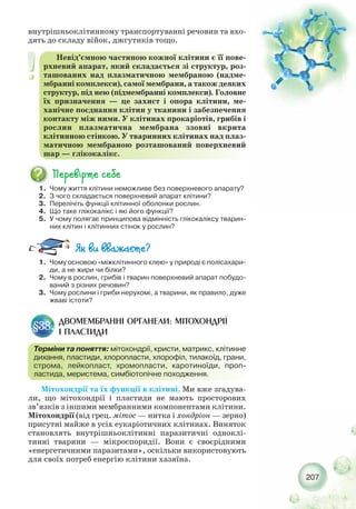 207
внутрішньоклітинному транспортуванні речовин та вхо-
дять до складу війок, джгутиків тощо.
Мітохондрії та їх функції в клітині. Ми вже згадува-
ли, що мітохондрії і пластиди не мають просторових
зв’язків з іншими мембранними компонентами клітини.
Мітохондрії (від грец. мітос — нитка і хондріон — зерно)
присутні майже в усіх еукаріотичних клітинах. Виняток
становлять внутрішньоклітинні паразитичні одноклі-
тинні тварини — мікроспоридії. Вони є своєрідними
«енергетичними паразитами», оскільки використовують
для своїх потреб енергію клітини хазяїна.
1. Чому життя клітини неможливе без поверхневого апарату?
2. З чого складається поверхневий апарат клітини?
3. Перелічіть функції клітинної оболонки рослин.
4. Що таке глікокалікс і які його функції?
5. У чому полягає принципова відмінність глікокаліксу тварин-
них клітин і клітинних стінок у рослин?
Невід’ємною частиною кожної клітини є її пове-
рхневий апарат, який складається зі структур, роз-
ташованих над плазматичною мембраною (надме-
мбранні комплекси), самої мембрани, а також деяких
структур, під нею (підмембранні комплекси). Головне
їх призначення — це захист і опора клітини, ме-
ханічне поєднання клітин у тканини і забезпечення
контакту між ними. У клітинах прокаріотів, грибів і
рослин плазматична мембрана ззовні вкрита
клітинною стінкою. У тваринних клітинах над плаз-
матичною мембраною розташований поверхневий
шар — глікокалікс.
ДВОМЕМБРАННІ ОРГАНЕЛИ: МІТОХОНДРІЇ
І ПЛАСТИДИ
§38.
Терміни та поняття: мітохондрії, кристи, матрикс, клітинне
дихання, пластиди, хлоропласти, хлорофіл, тилакоїд, грани,
строма, лейкопласт, хромопласти, каротиноїди, проп-
ластида, меристема, симбіотопічне походження.
1. Чому основою «міжклітинного клею» у природі є полісахари-
ди, а не жири чи білки?
2. Чому в рослин, грибів і тварин поверхневий апарат побудо-
ваний з різних речовин?
3. Чому рослини і гриби нерухомі, а тварини, як правило, дуже
жваві істоти?
 