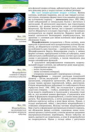 Мал. 194.
Мікротрубочка
в момент її зборки
з молекул тубуліну
Мал. 193.
Цитоскелет
клітини
212
КЛІТИННИЙ РІВЕНЬ ОРГАНІЗАЦІЇ
ЖИВОЇ ПРИРОДИ ють функції опори клітини, забезпечують її рух, відігра-
ють важливу роль у поділі клітин і в обміні речовин.
Що таке опорно руховий апарат клітини. Кожна
клітина, особливо тваринна, яка не має твердої клітин-
ної стінки, підтримує форму свого тіла завдяки рухливо-
му клітинному каркасу — цитоскелету (мал. 193, 196),
який побудований зі спеціальних білків і міститься в
цитоплазмі. В цитоскелеті виділяють три структурних
елементи, які можна розгледіти лише в електронний
мікроскоп. Це білкові нитки, які в процесі клітинного
життя збираються в складні структури, а потім швидко
розпадаються на окремі молекули. Завдяки такий ди-
наміці цитоскелет безперервно перебудовується, що
зрештою і є основою для зміни клітиною своєї форми і
обумовлює її рух.
Мікрофіламенти складаються з білка актину, вони
присутні в цитоплазмі всіх еукаріотичних клітин без ви-
нятку, де збираються в пучки і утворюють сітку. Голов-
на особливість цих структур — здатність скорочуватися.
Мікрофіламенти беруть безпосередню участь у змінах
форми клітини, прикріпленні клітин до субстрату, вони
забезпечують амебоїдний рух певних клітин і рух цитоп-
лазми в рослинних клітинах, а також виконують ряд
інших специфічних функцій.
У сукупності микрофіламенти становлять скорочу-
вальний апарат клітини, що забезпечує різні види рухів:
˜ переміщення органел;
˜ потік гіалоплазми;
˜ зміна клітинної поверхні;
˜ утворення псевдоподій і переміщення клітини.
Мікротрубочки — порожні циліндри (зовнішній
діаметр — 24 нм, внутрішній — 15 нм), є самостійними
органелами, утворюючи цитоскелет, або ж входять до
складу інших органел (центріолей, війок, джгутиків).
Стінки мікротрубочки побудовані із глобулярного білка
тубуліна (мал. 194, 195), що складається з окремих
округлих утворень — глобул, діаметром 5 нм. Такі гло-
були можуть перебувати в гіалоплазмі у вільному стані
або ж, під впливом певних факторів, з’єднуватися між
собою й формувати мікротрубочки, а потім знову розпа-
датися. Так формуються, а потім розпадаються мікрот-
рубочки веретена поділу в різні фази мітозу. Однак, у
складі центріолей, війок і джгутиків мікротрубочки є
стійкими утвореннями. Більша частина мікротрубочок
бере участь у формуванні внутрішньоклітинного каркаса,
що обумовлює форму клітини, спричиняє певне поло-
ження органел у цитоплазмі, а також визначає напрямок
внутрішньоклітинних переміщень. Білки тубуліна не
мають здатності до скорочення, а отже й мікротрубочки
не скорочуються. Однак у складі війок і джгутиків
Мал. 195.
Мікротрубочка,
що розпадається
на окремі молекули
тубуліну
 
